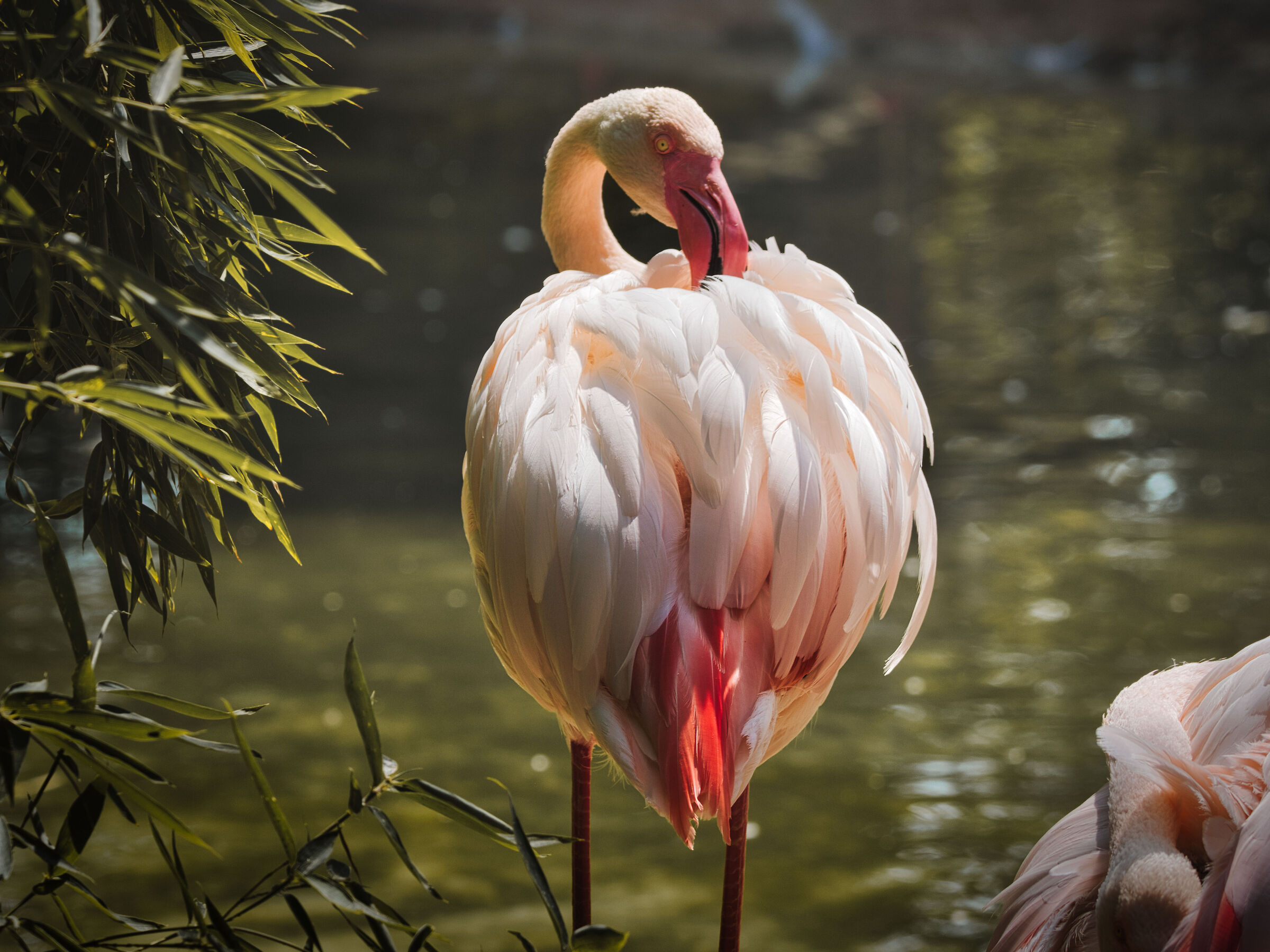Zoo le cornelle