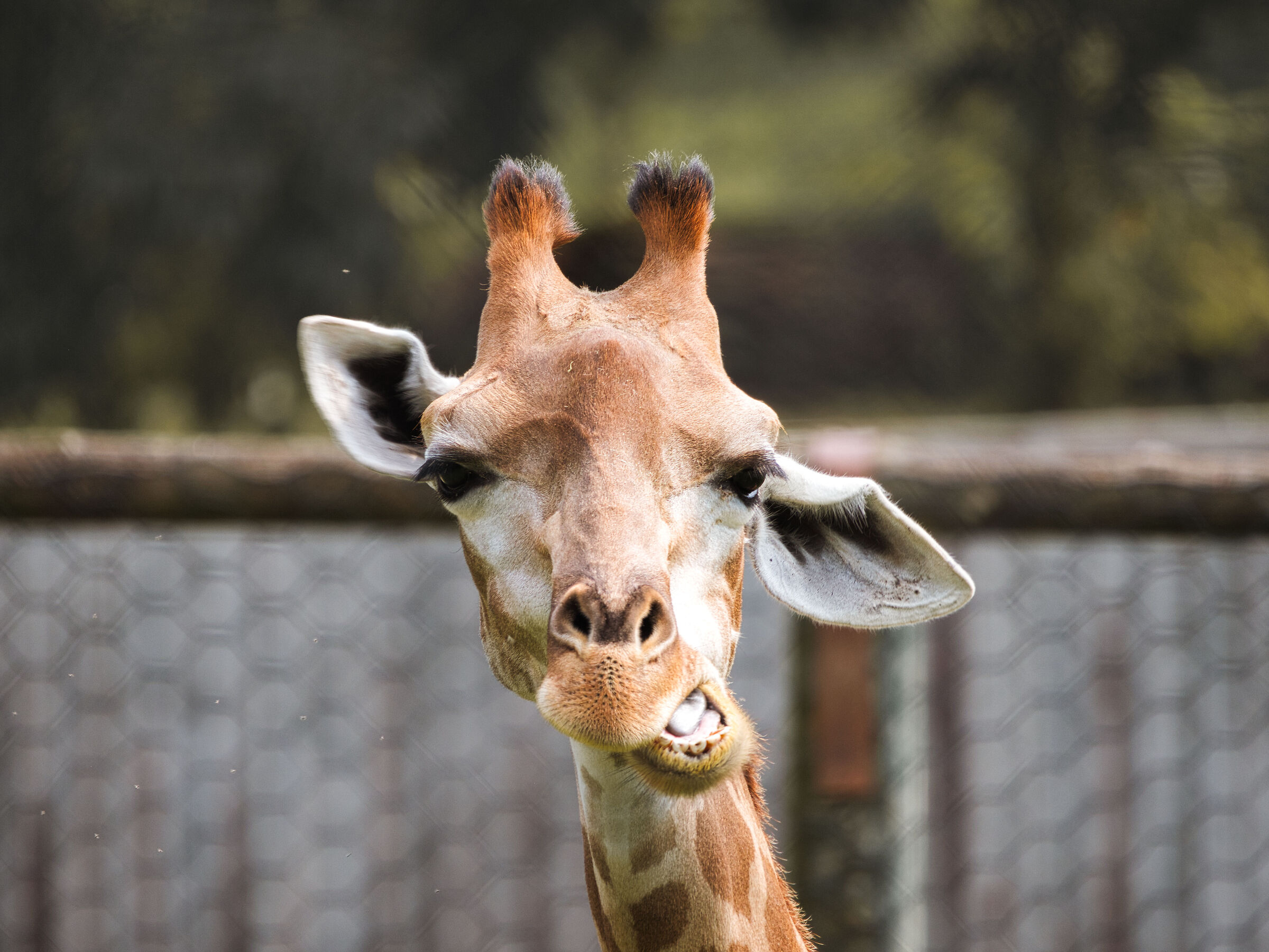 Zoo le cornelle