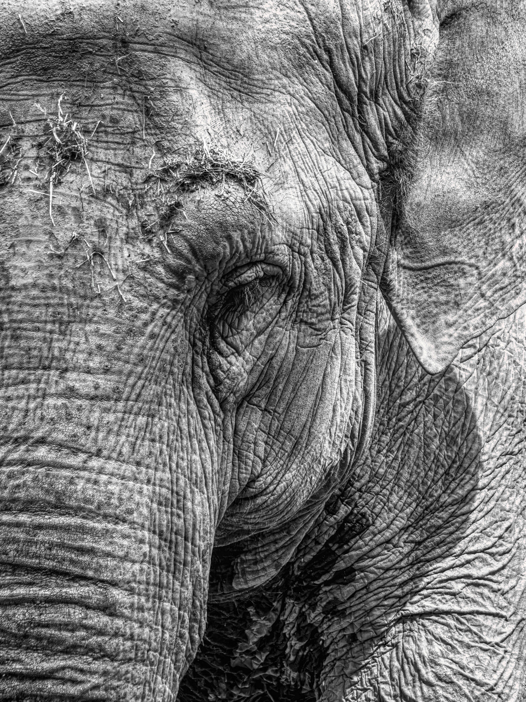 Zoo le cornelle