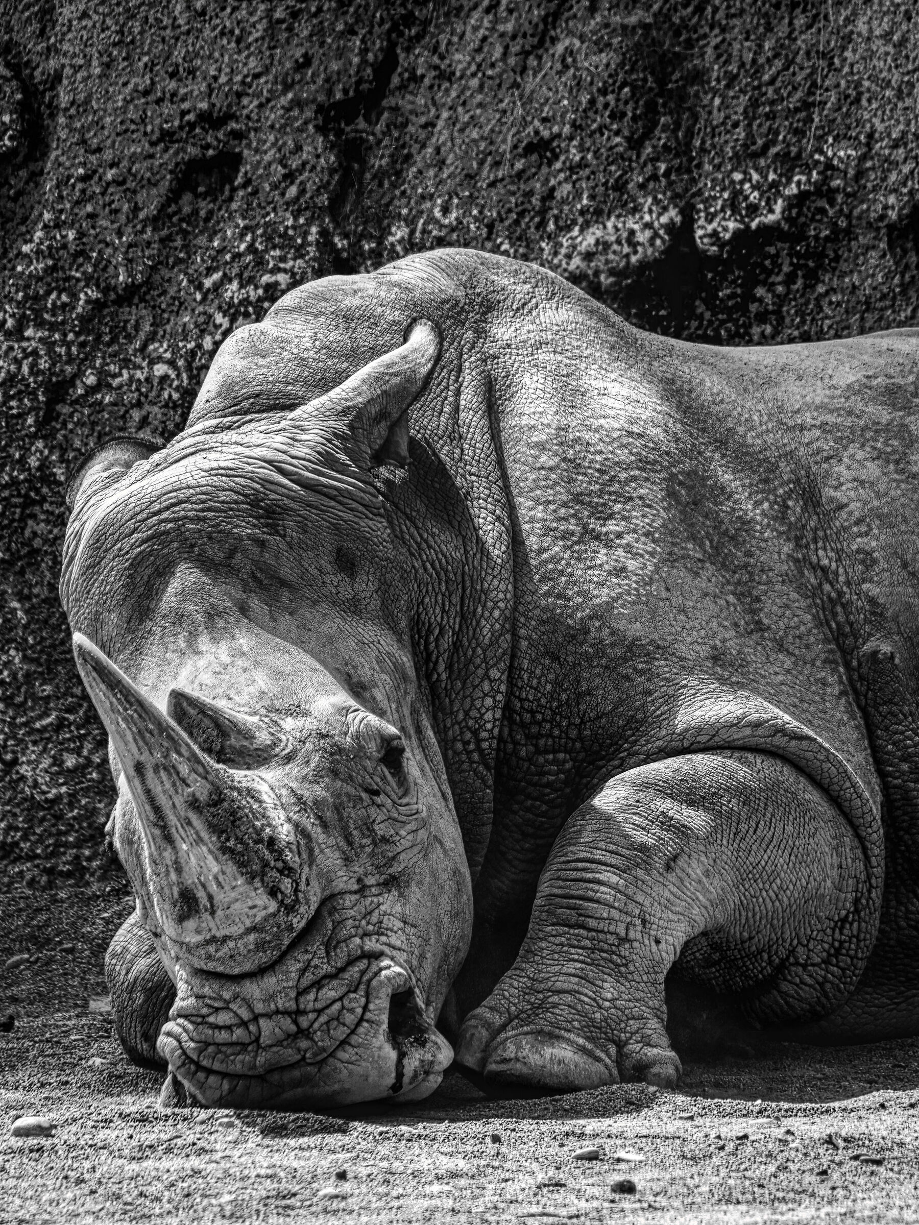 Zoo le cornelle