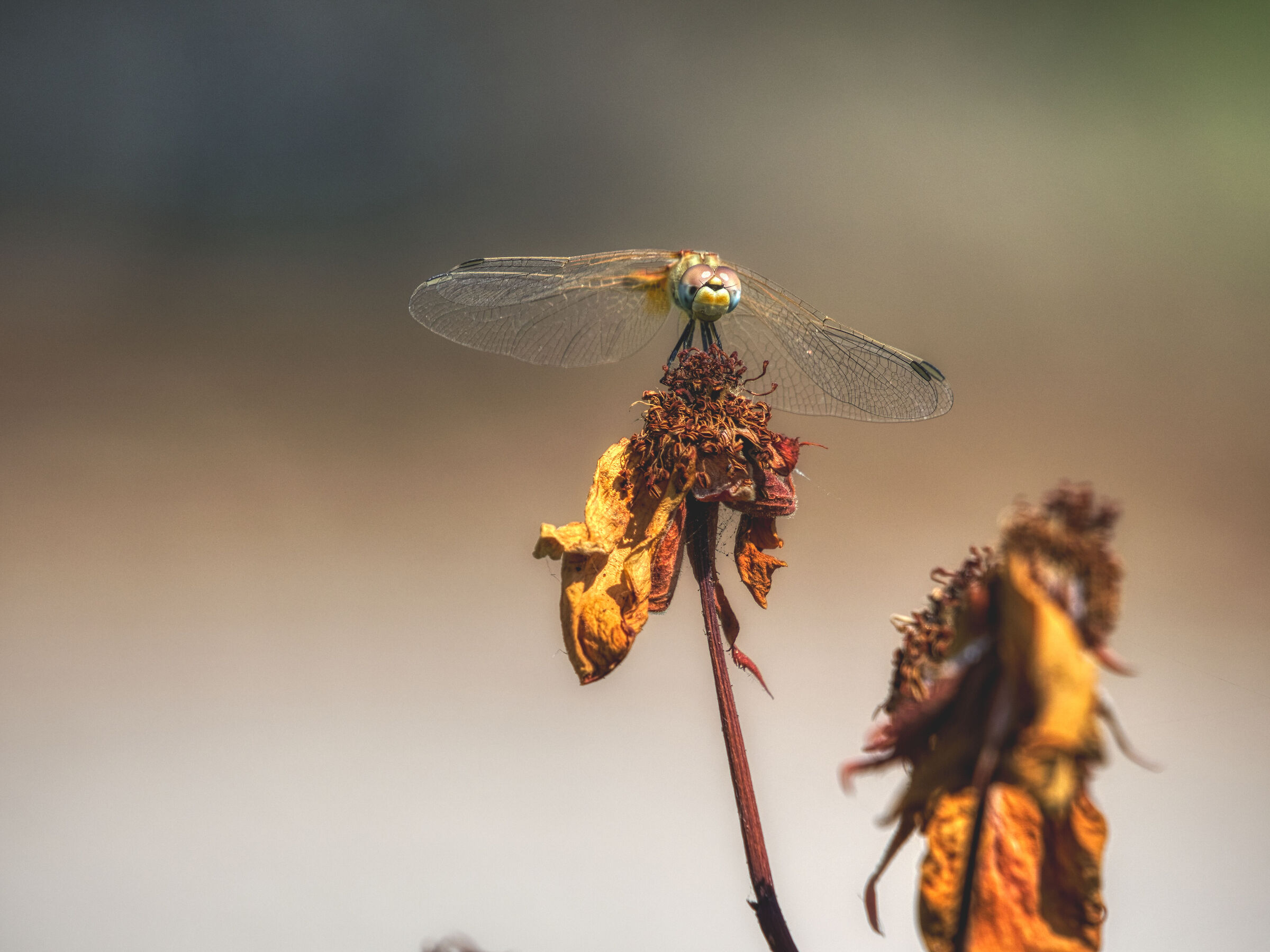 Dragonfly