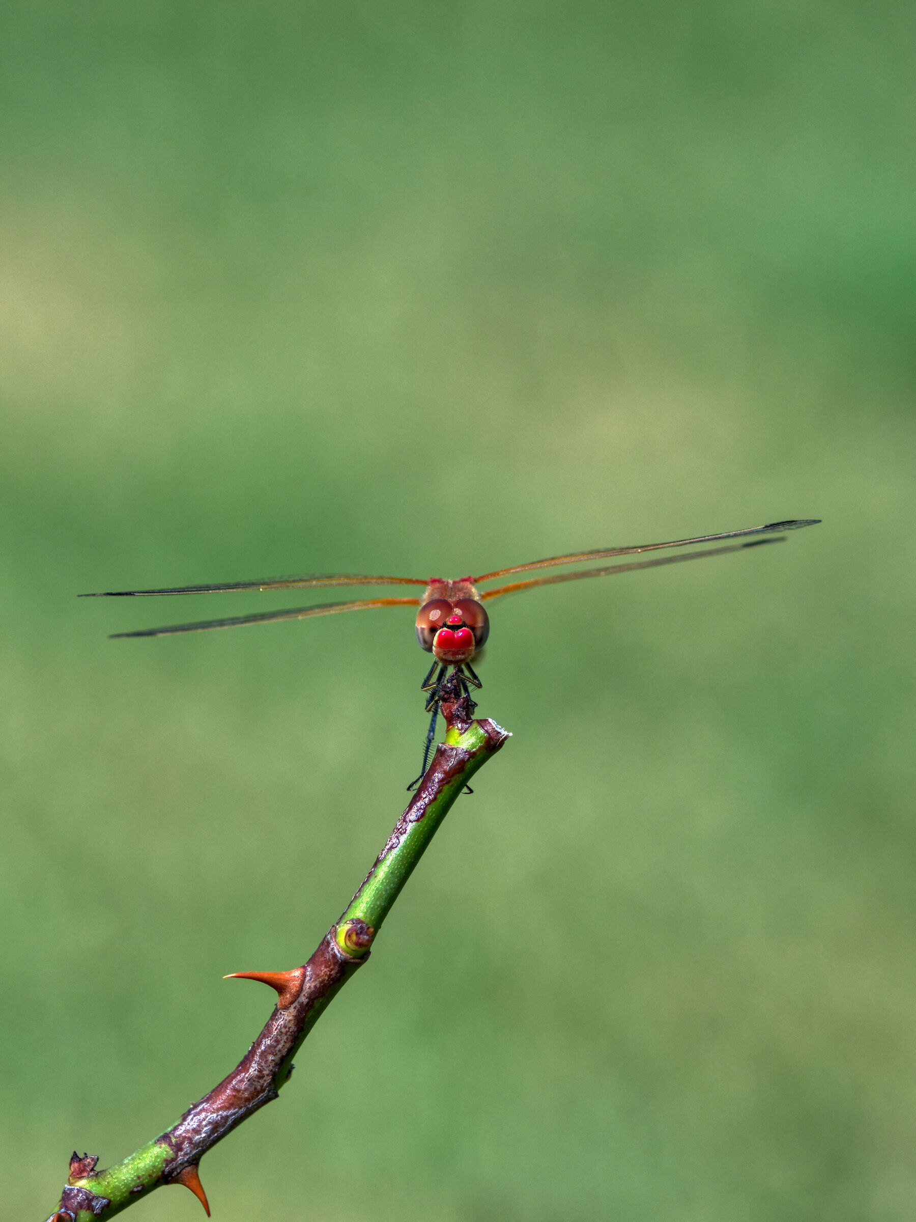 Dragonfly