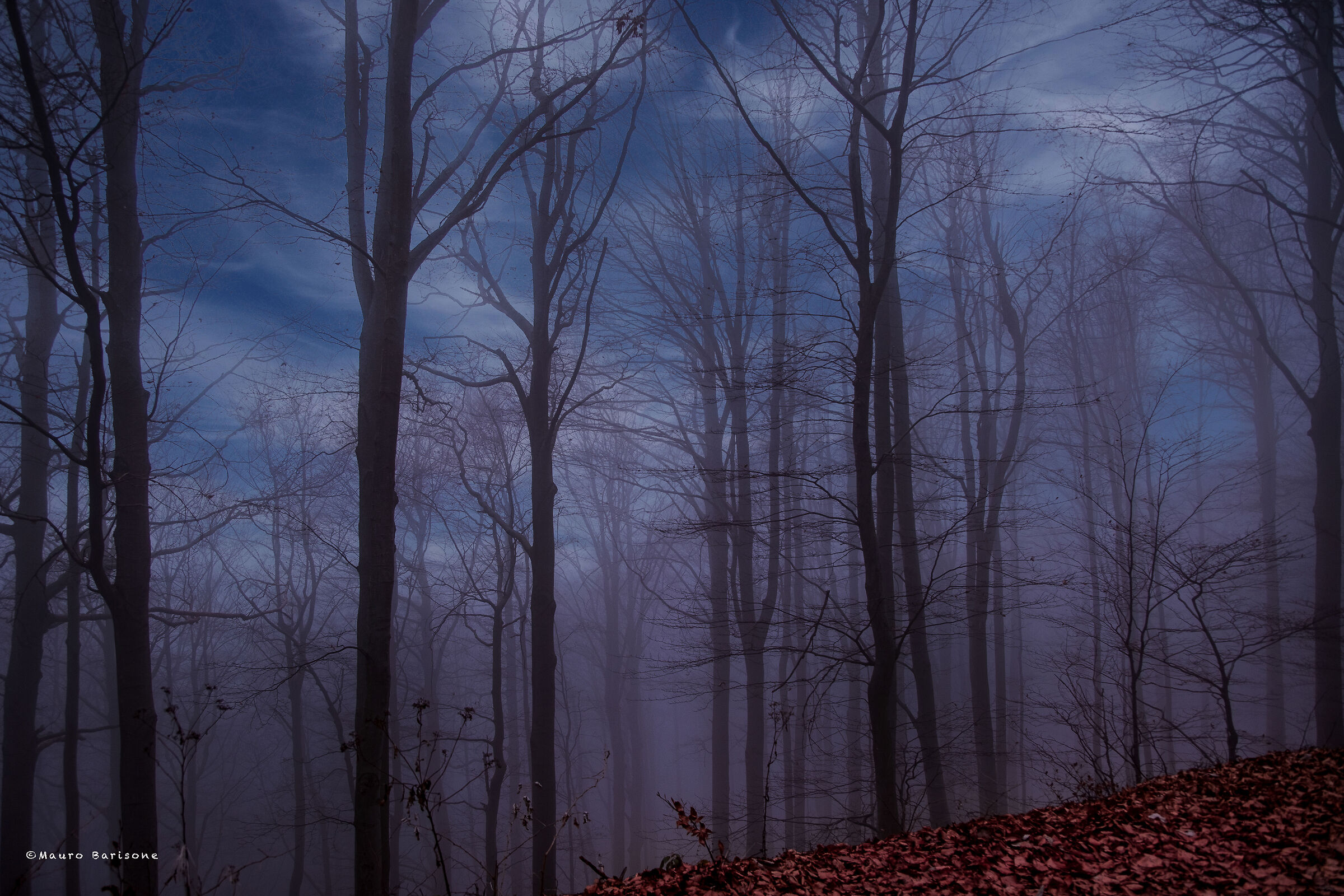 Last lights in the Woods