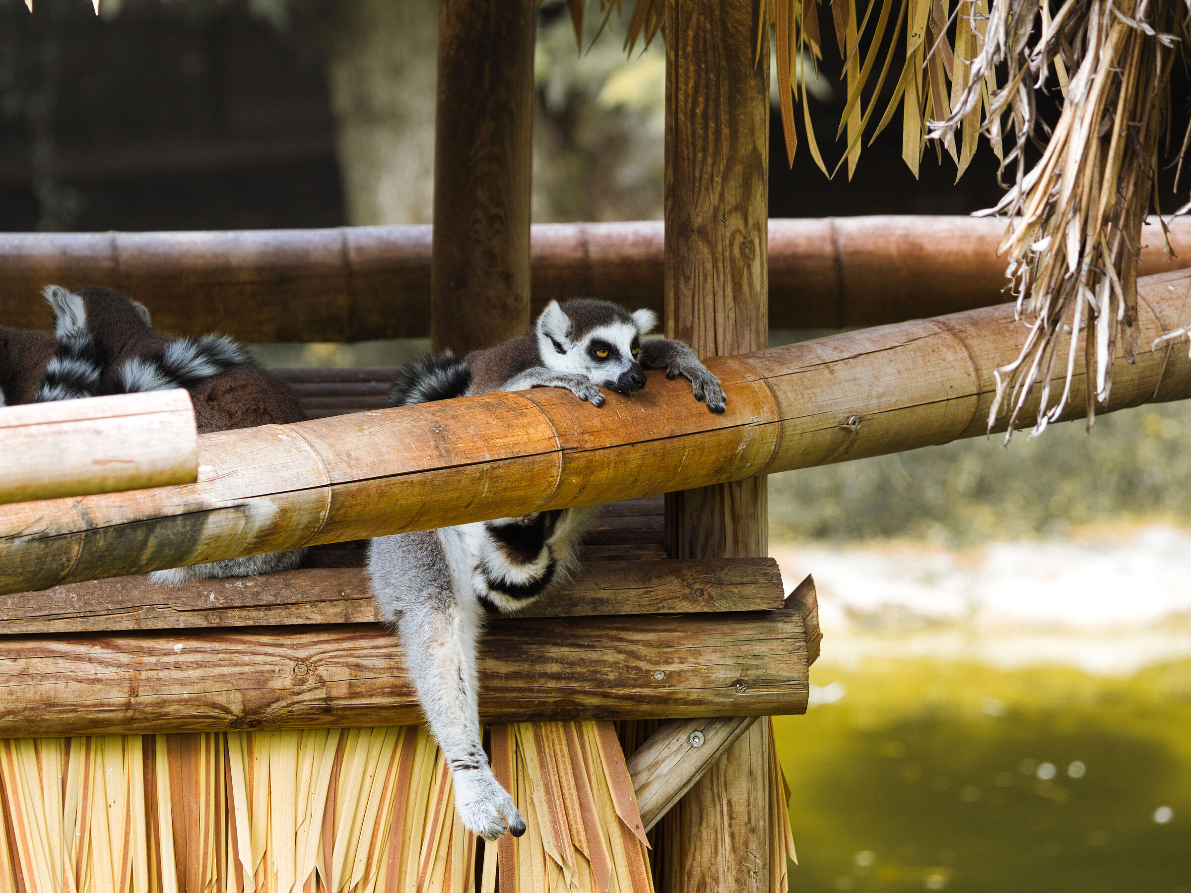 Zoo le cornelle