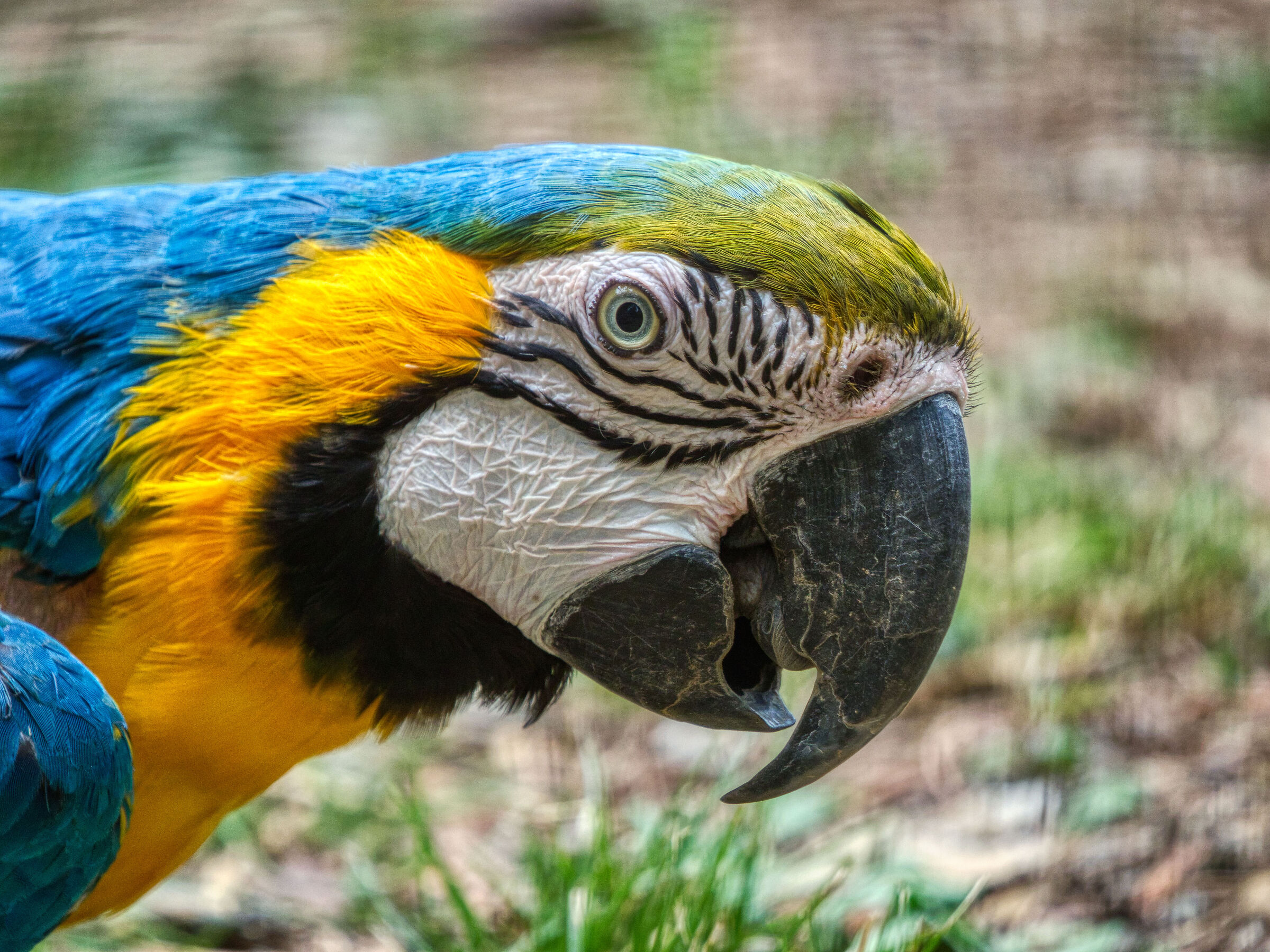 Zoo le cornelle