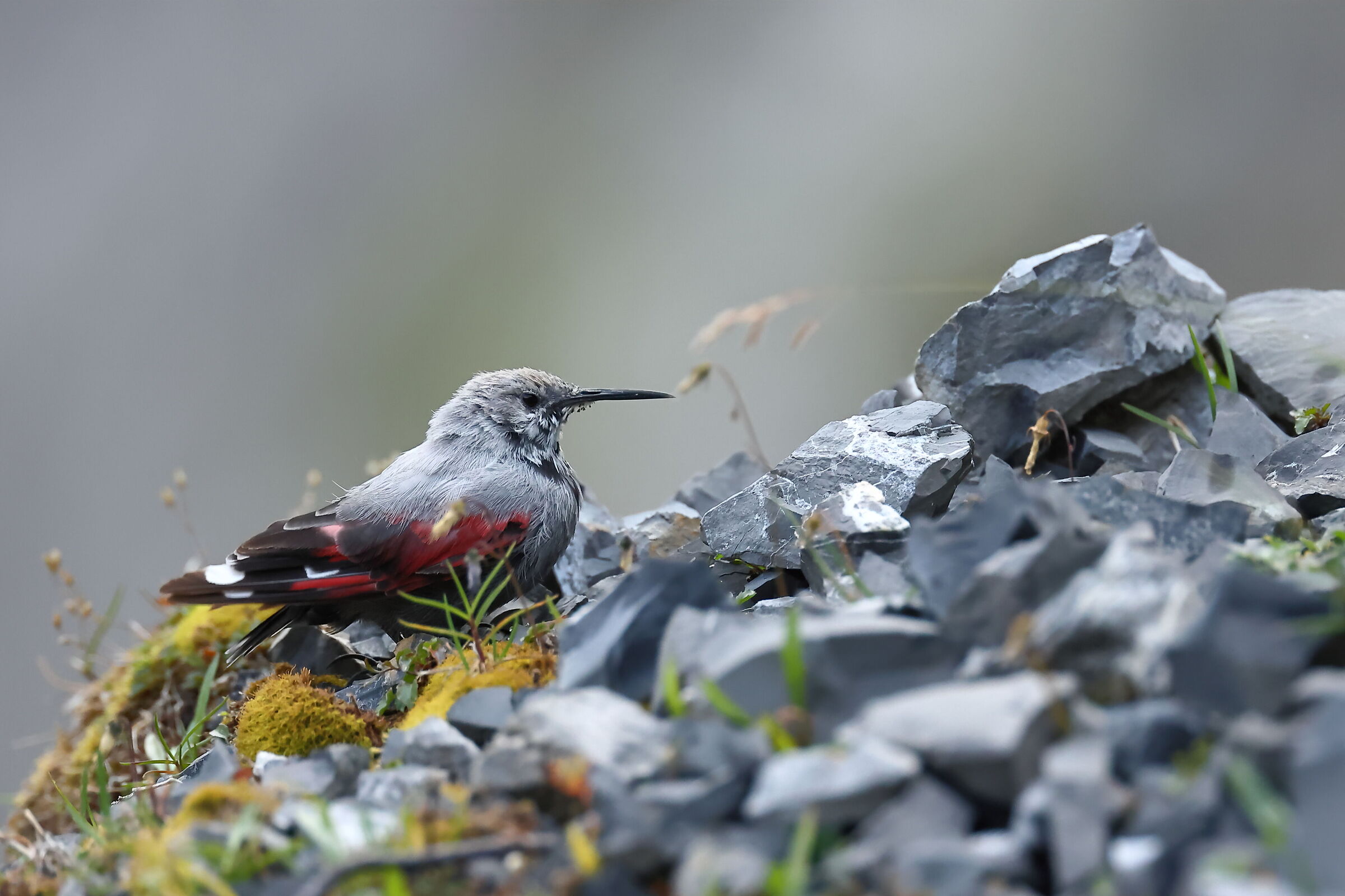 Woodpecker
