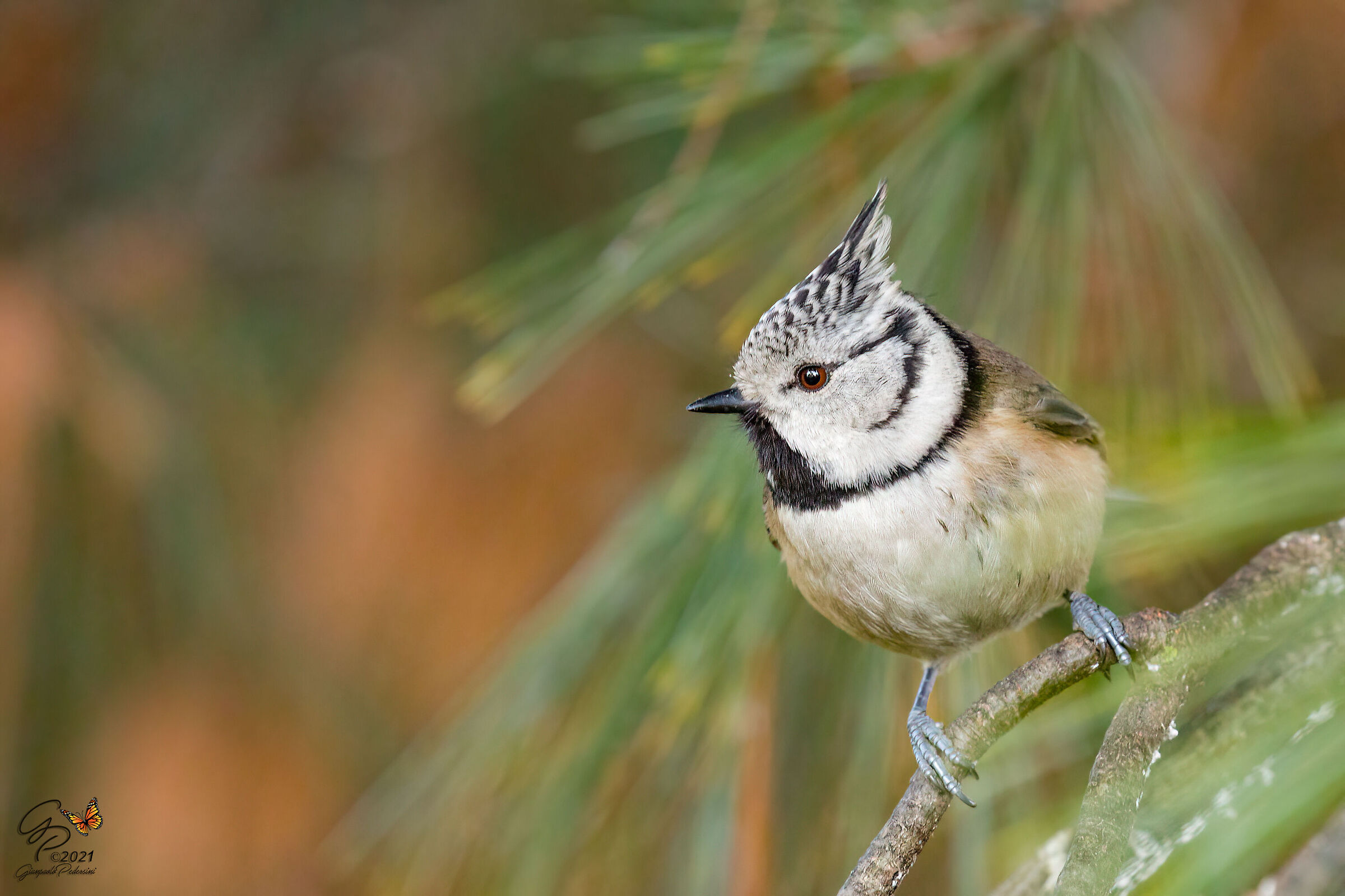 Ambientata....tra i rami