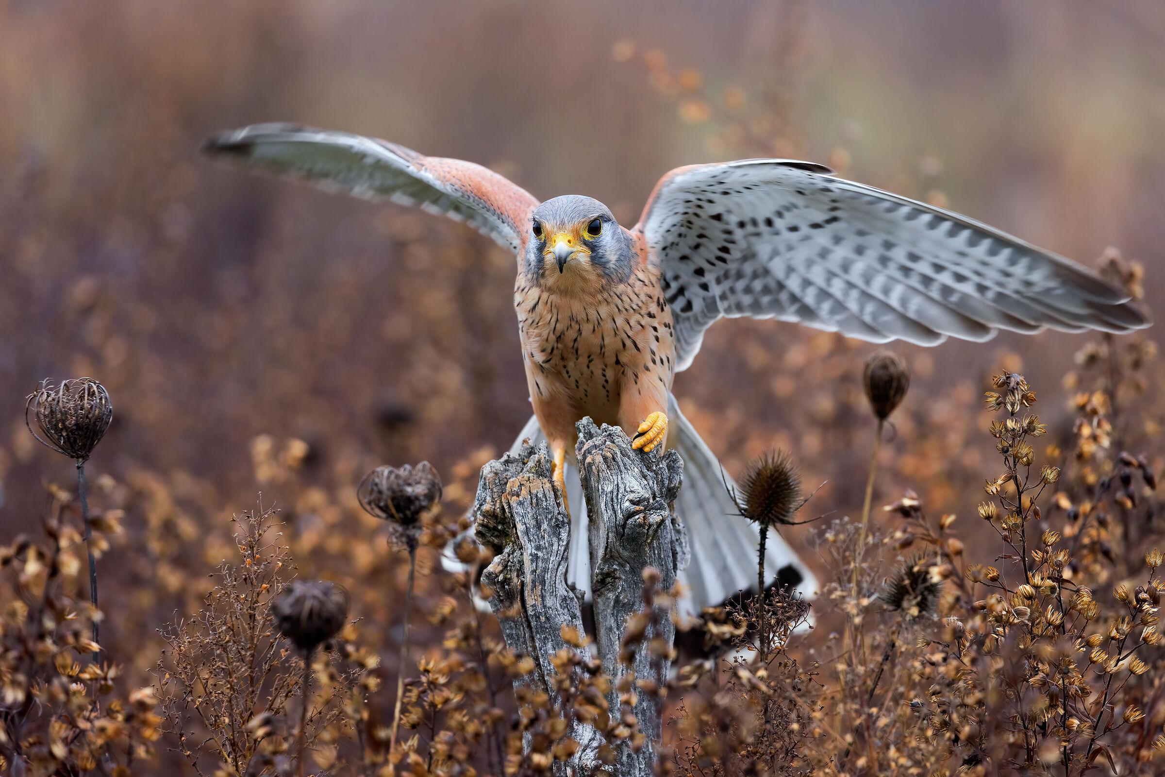 il Guizzo (Kestrel)