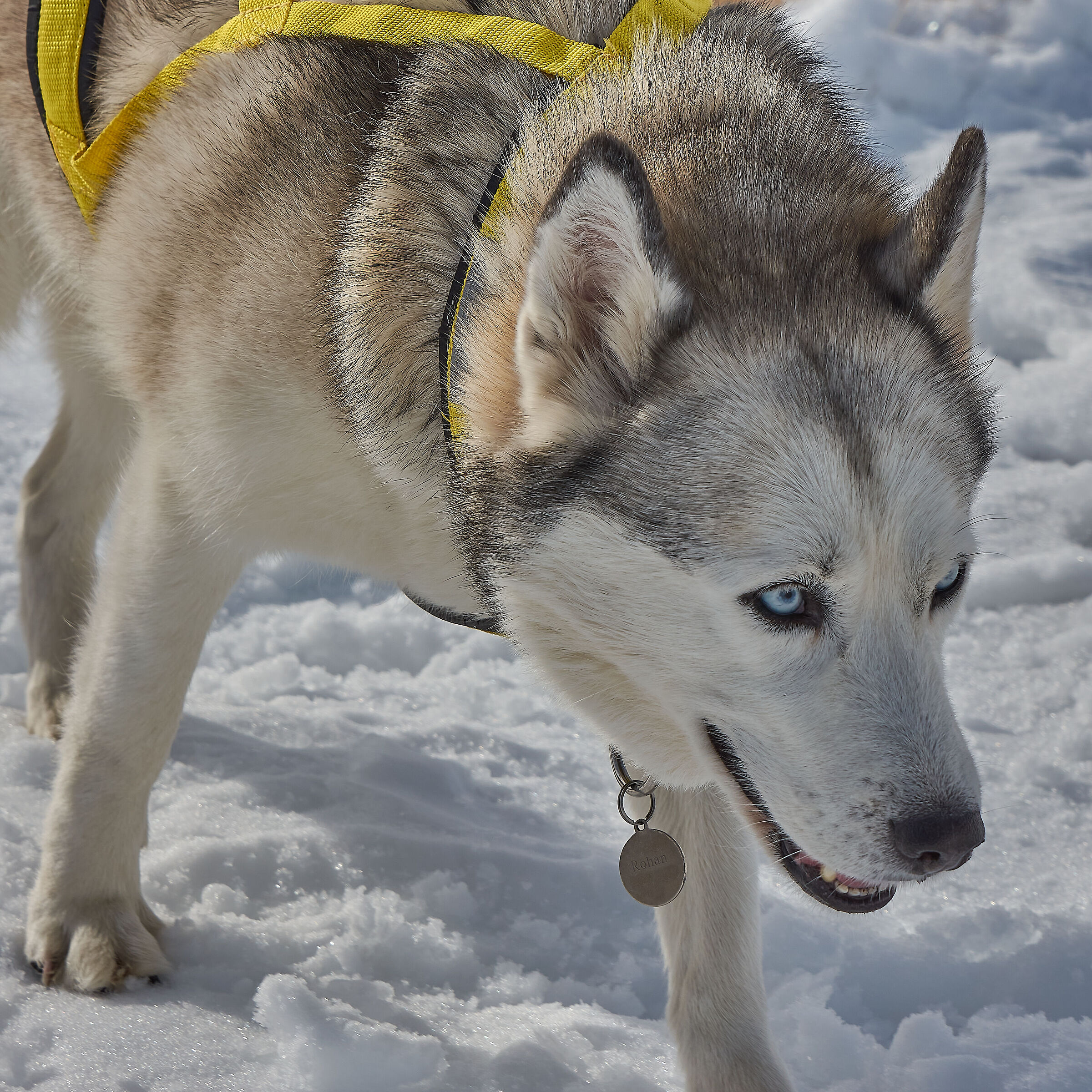 Rohan, A Siberian on the Gran Sasso.