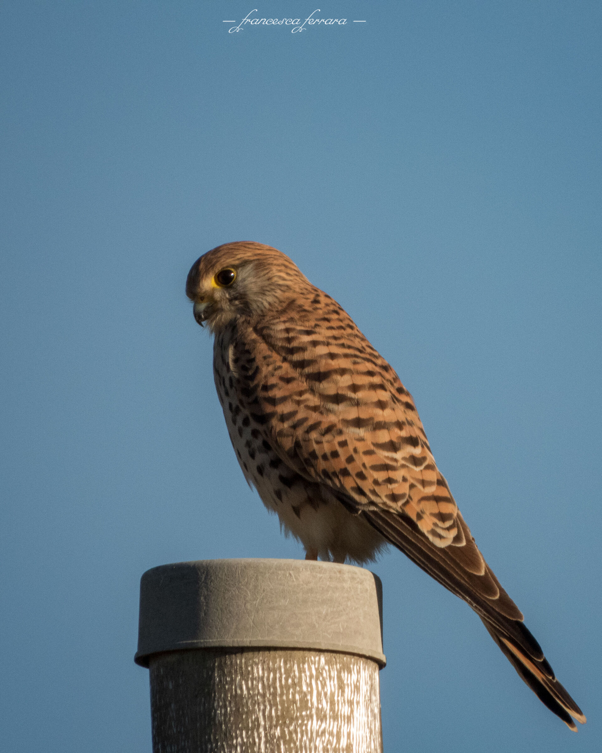 Gheppio (Falco Tinnunculus) femmina_2