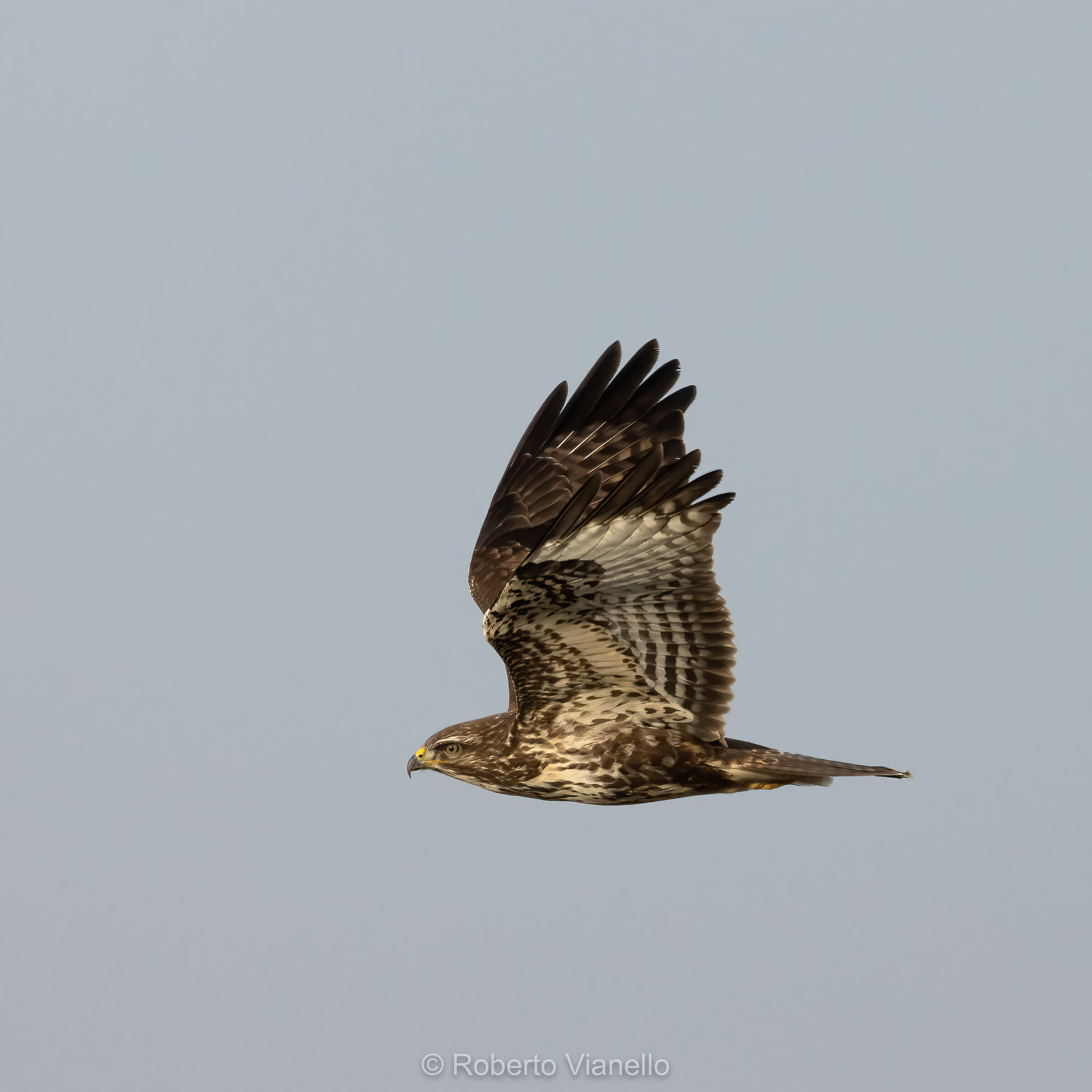 Poiana (Buteo buteo)