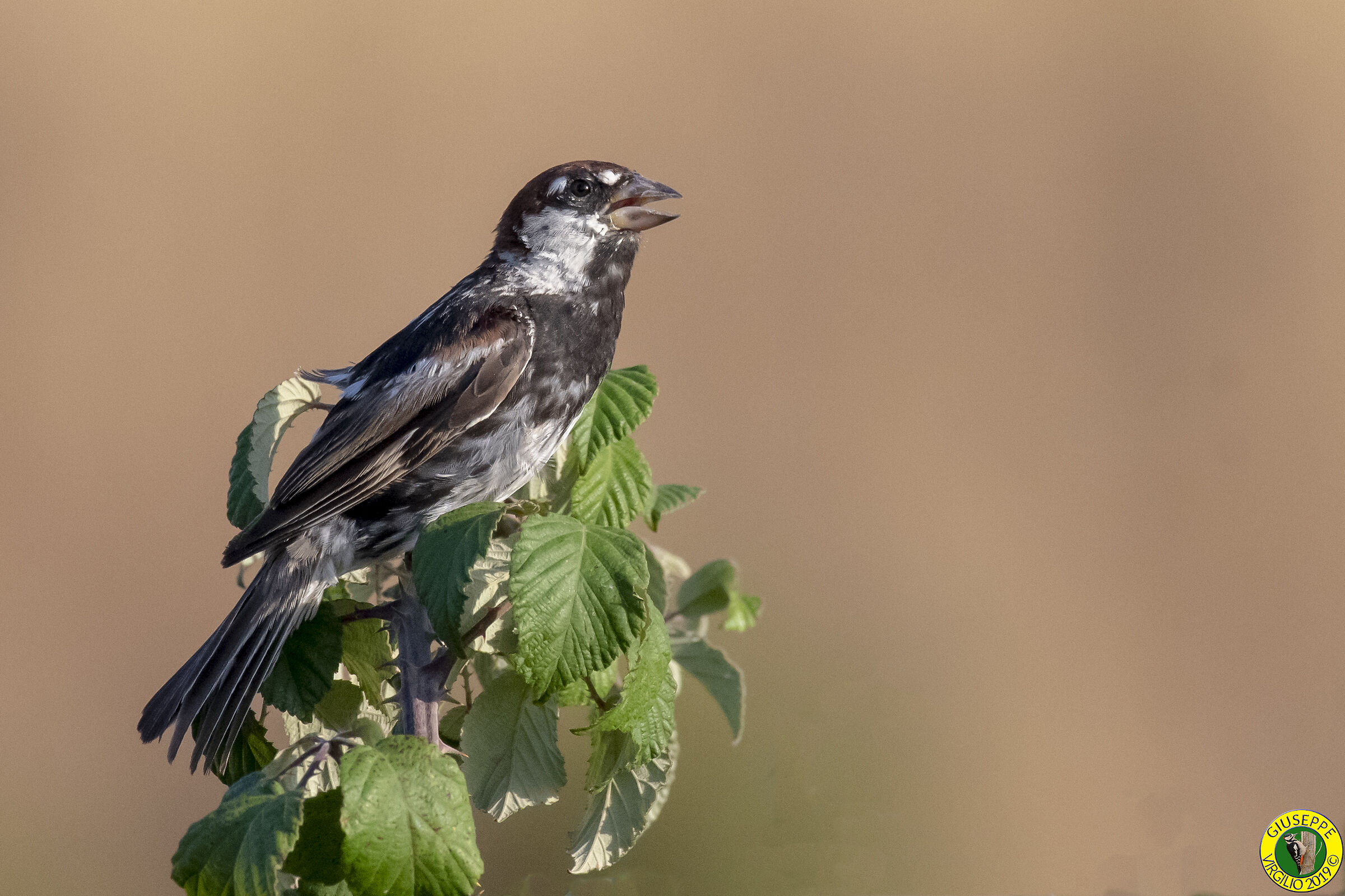 Passera Sarda  (Sardegna) 2019