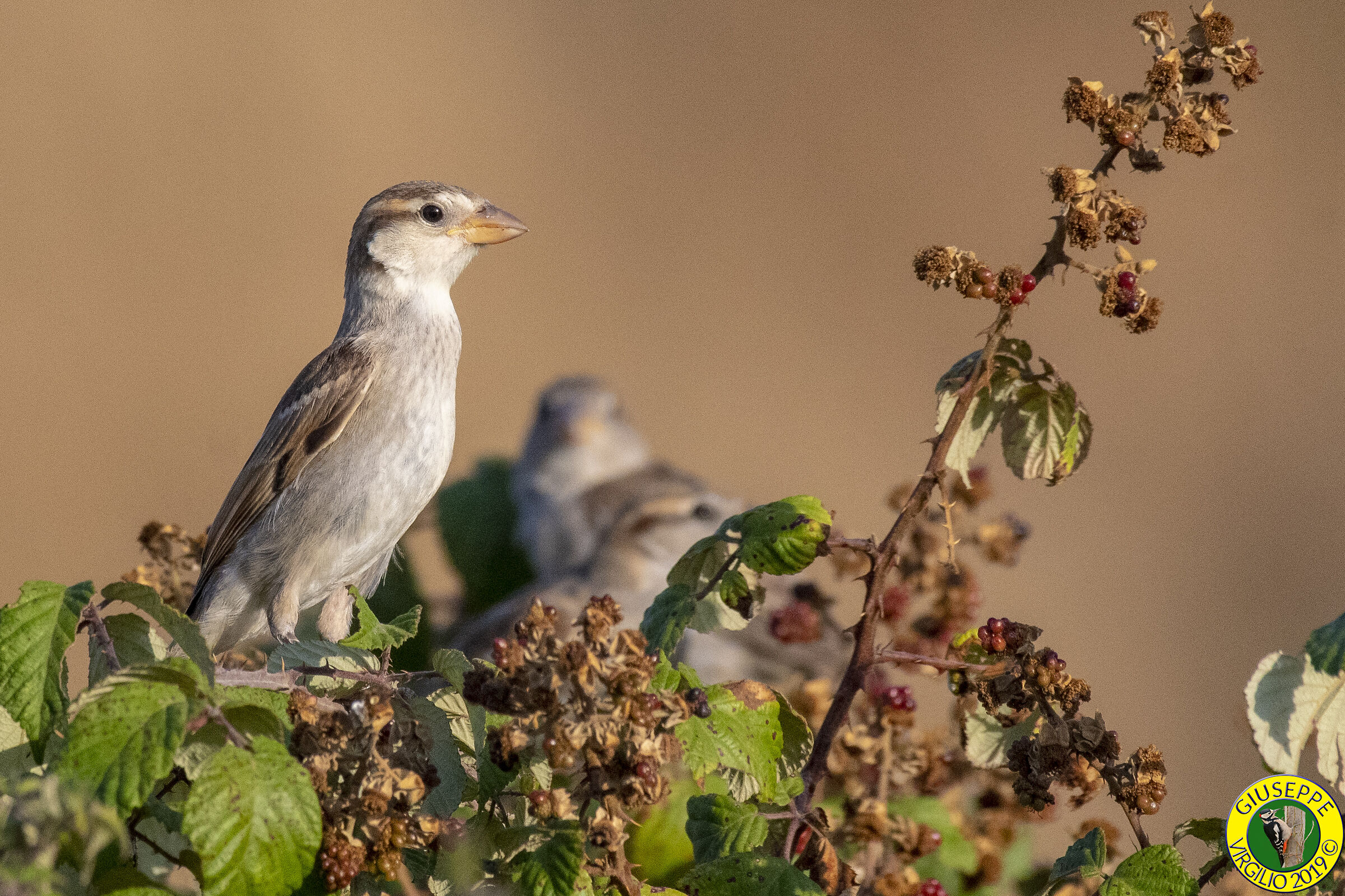 Passera Sarda  (Sardegna) 2019