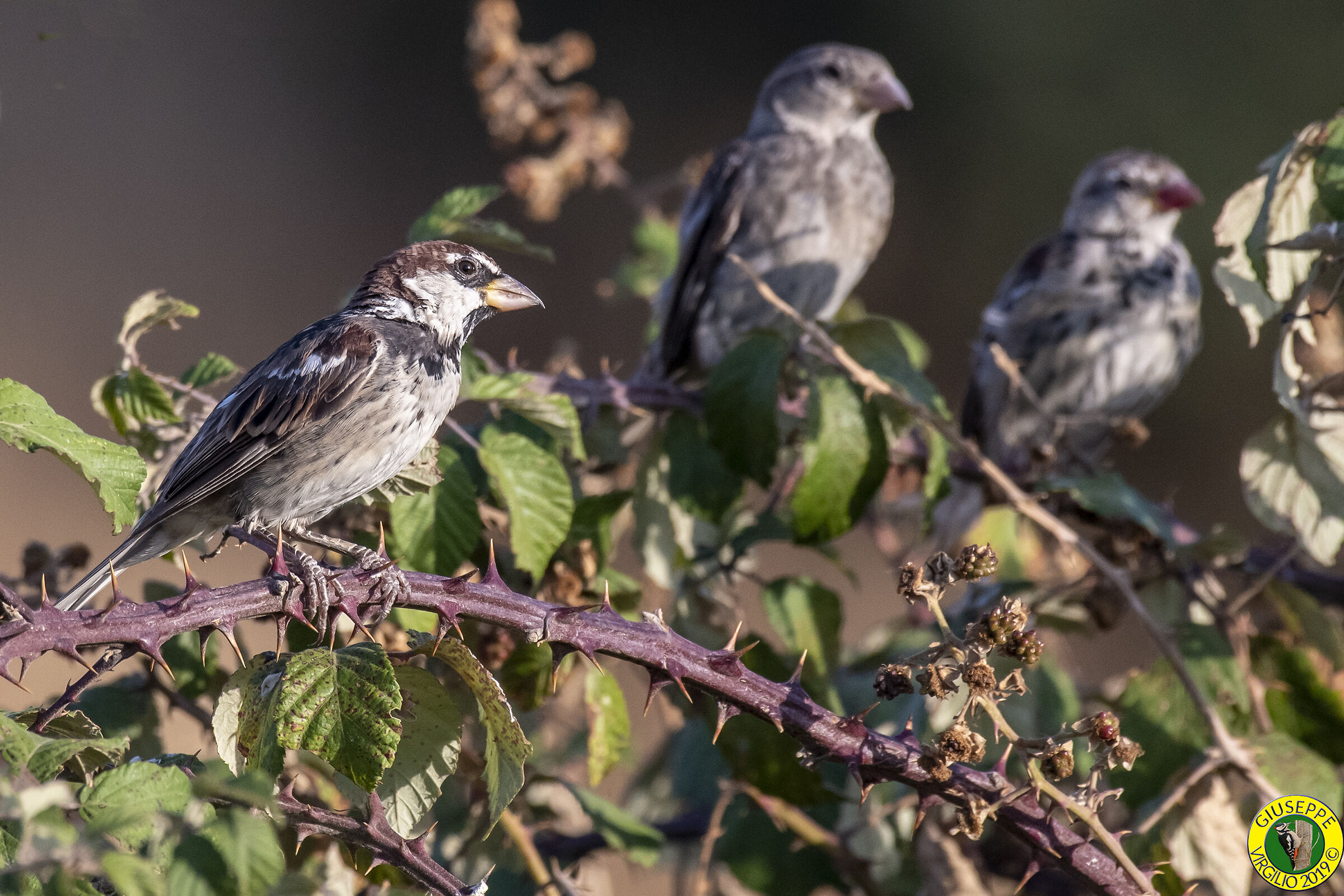 Passera Sarda  (Sardegna) 2019
