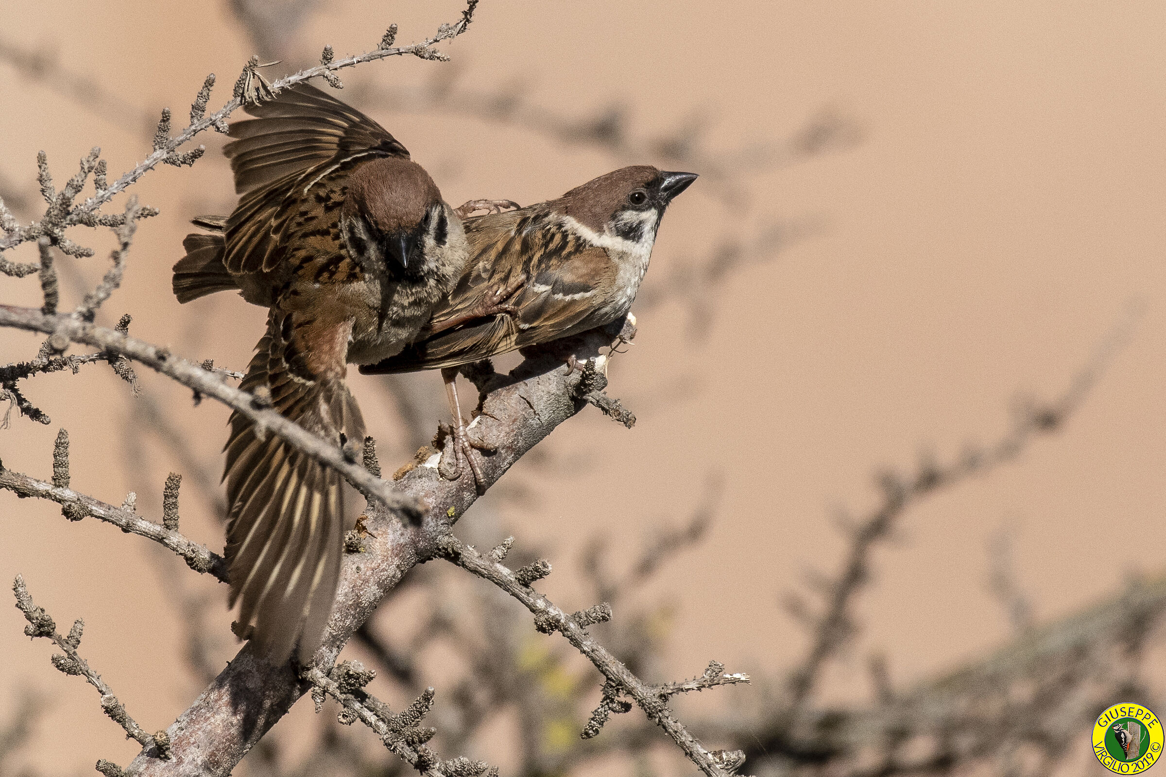 Passera Mattuggia (Sardegna) 2019