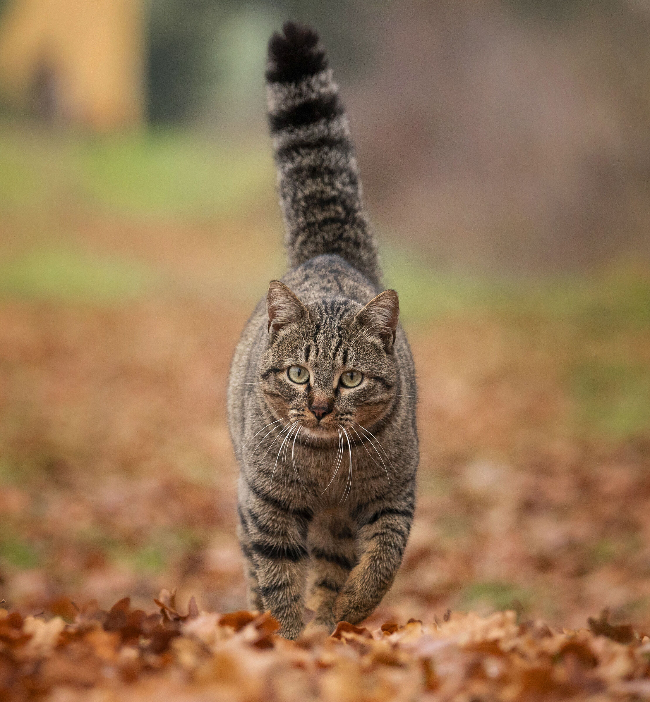 Cat hunting for photographers