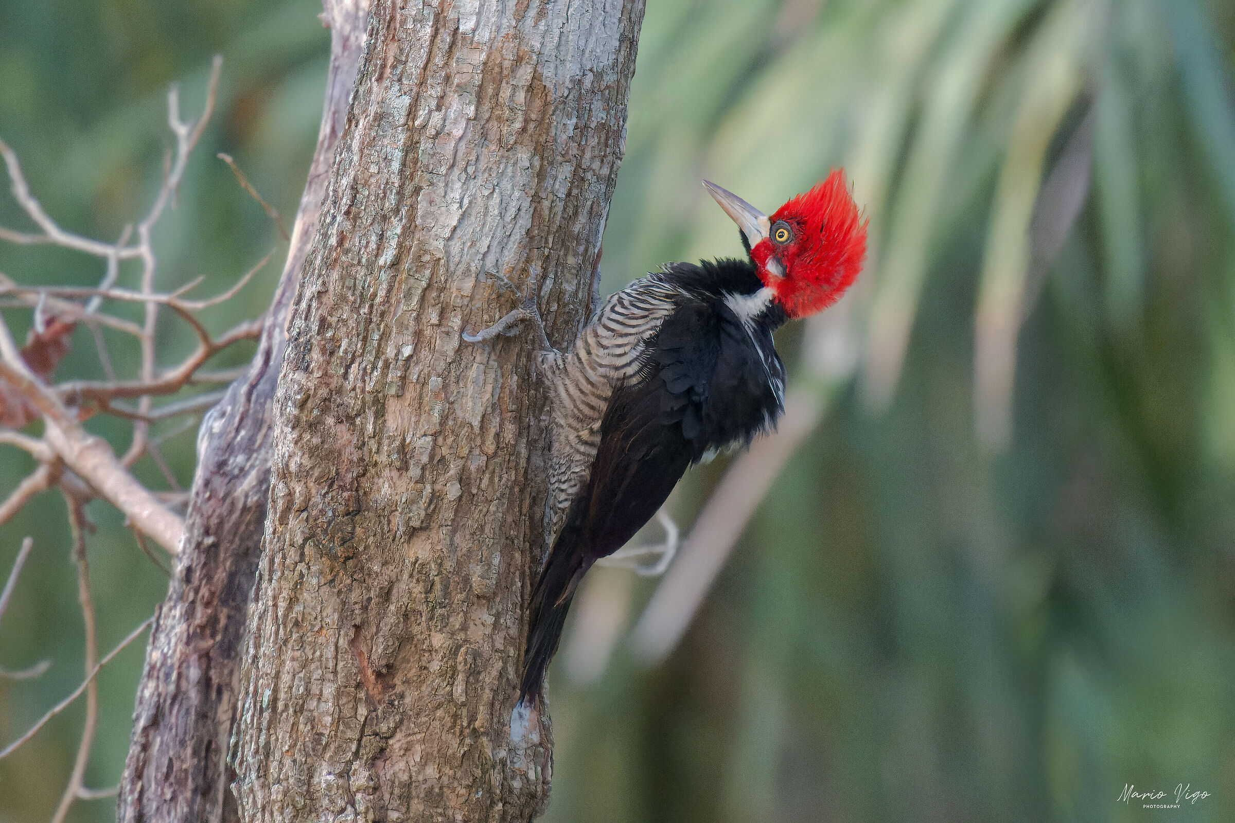 Crimson-crested Woodpecker (Campephilus melanoleucos)