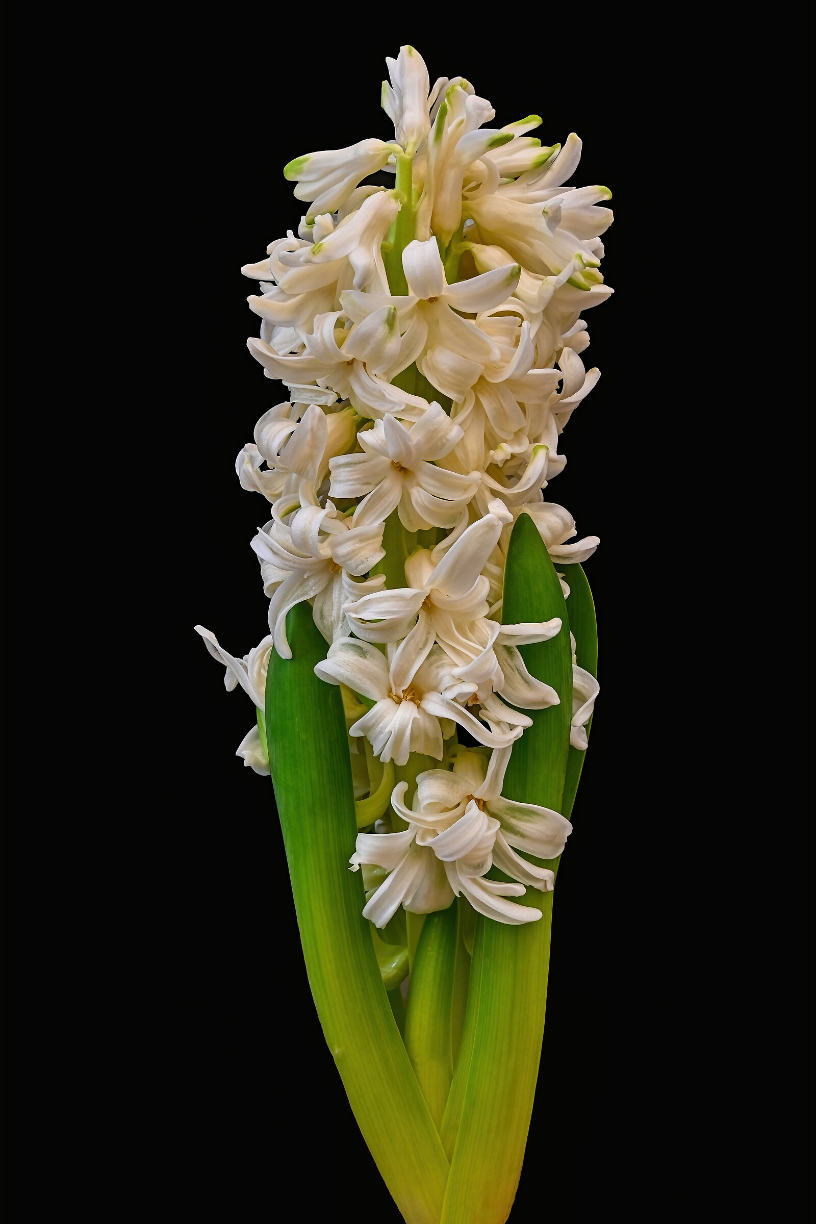 Hyacinth