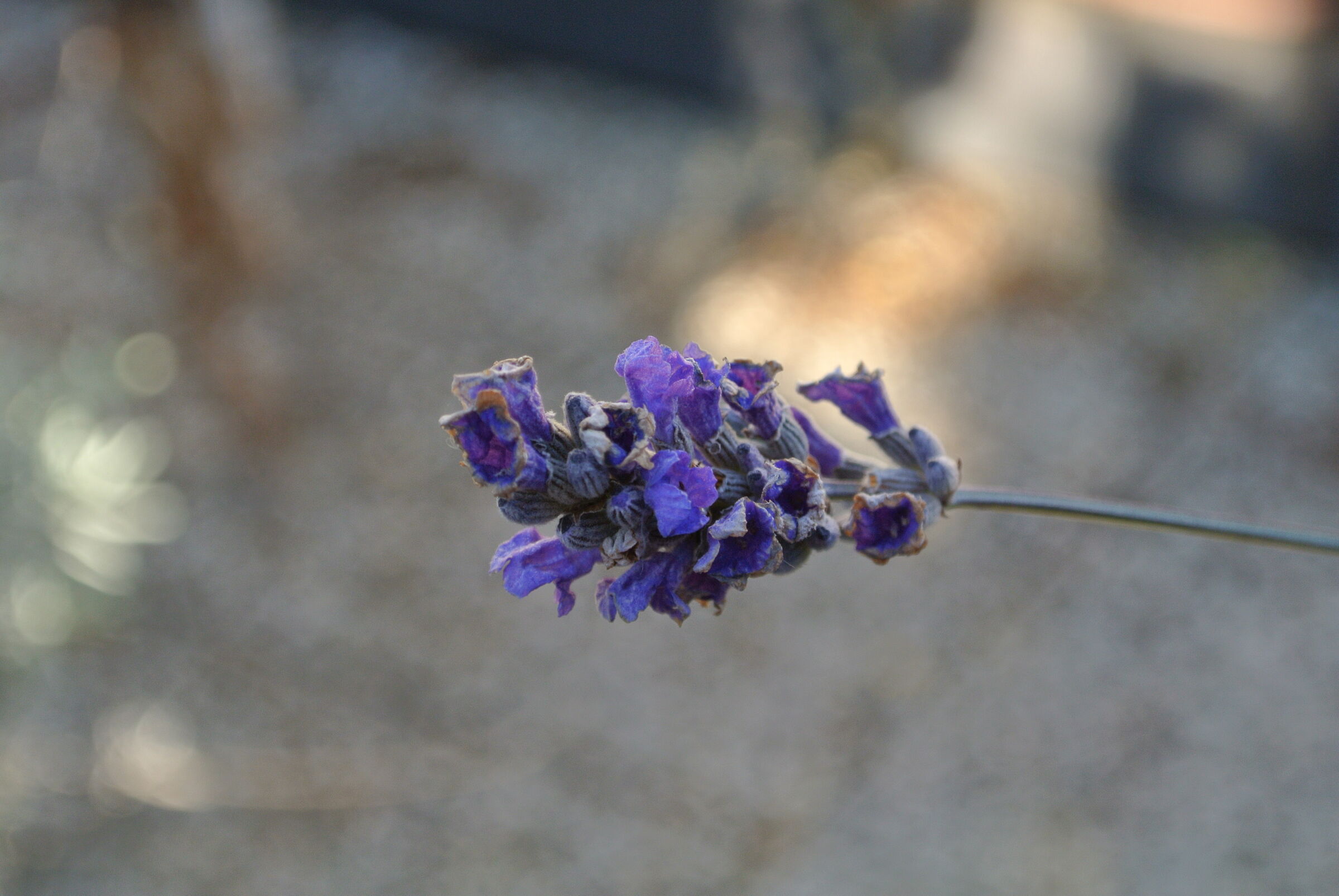 Lavanda a fine fioritura