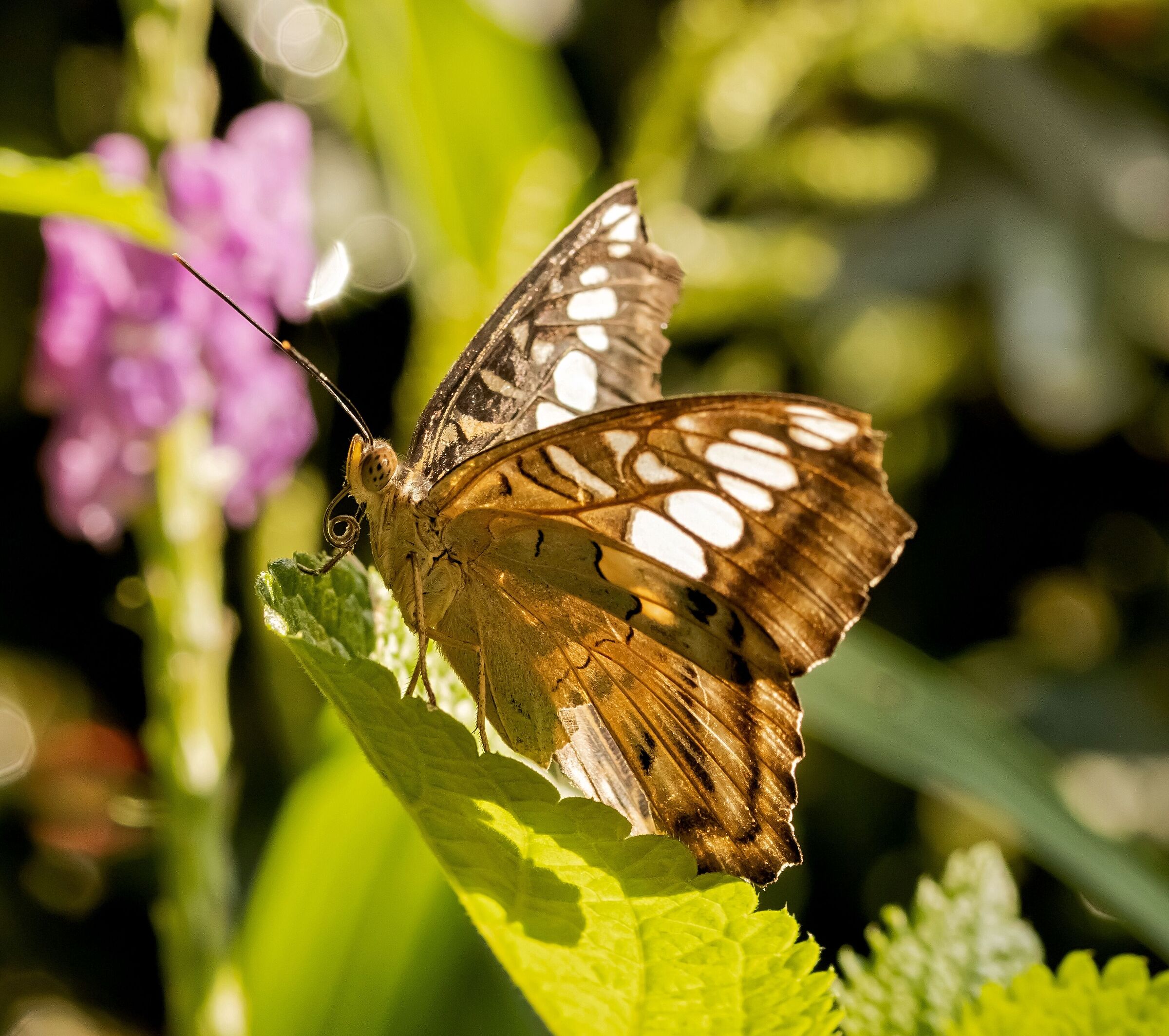 parthenos sylvia 12/08/2021 oasi sant'alessio (pv)