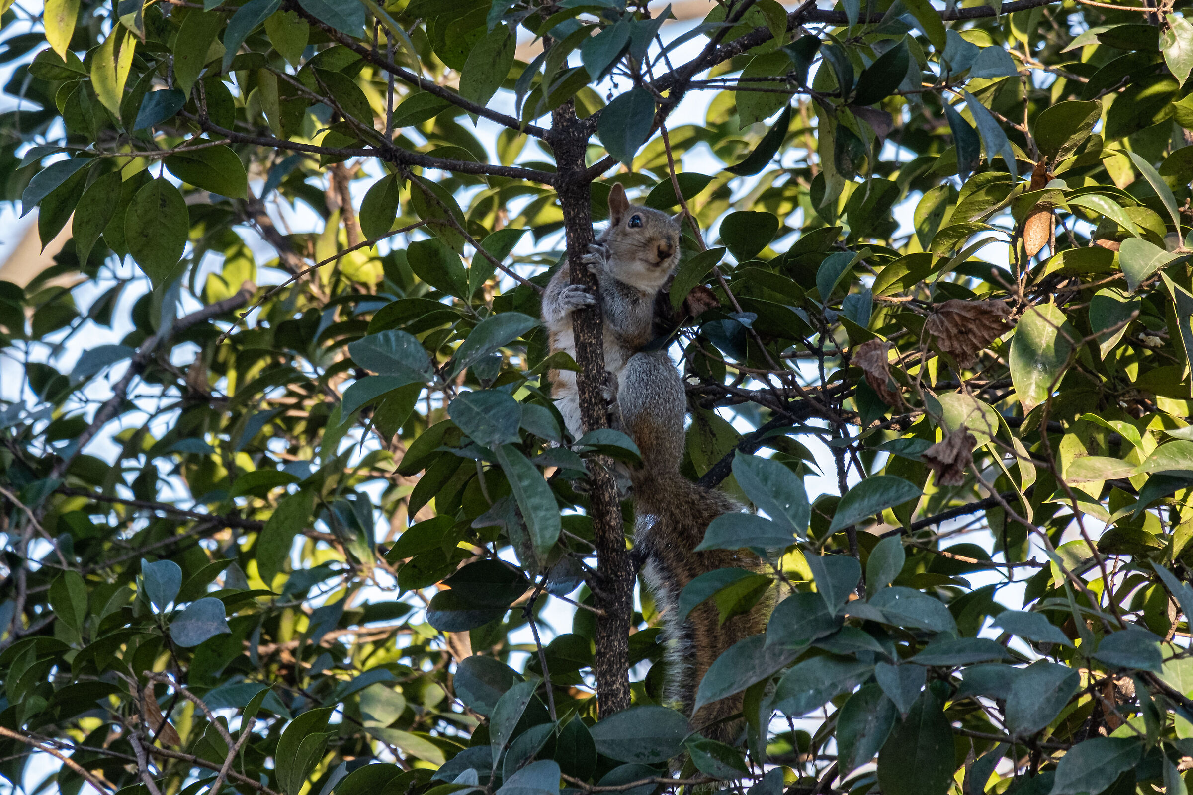 La vedetta -Parco Sempione