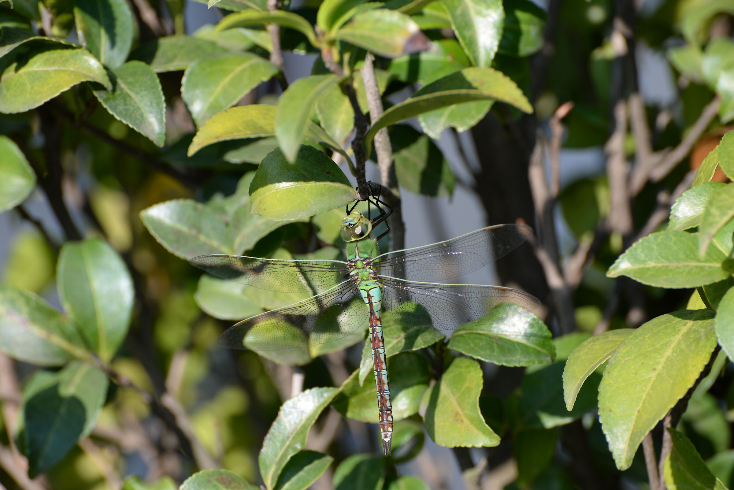 Libellula