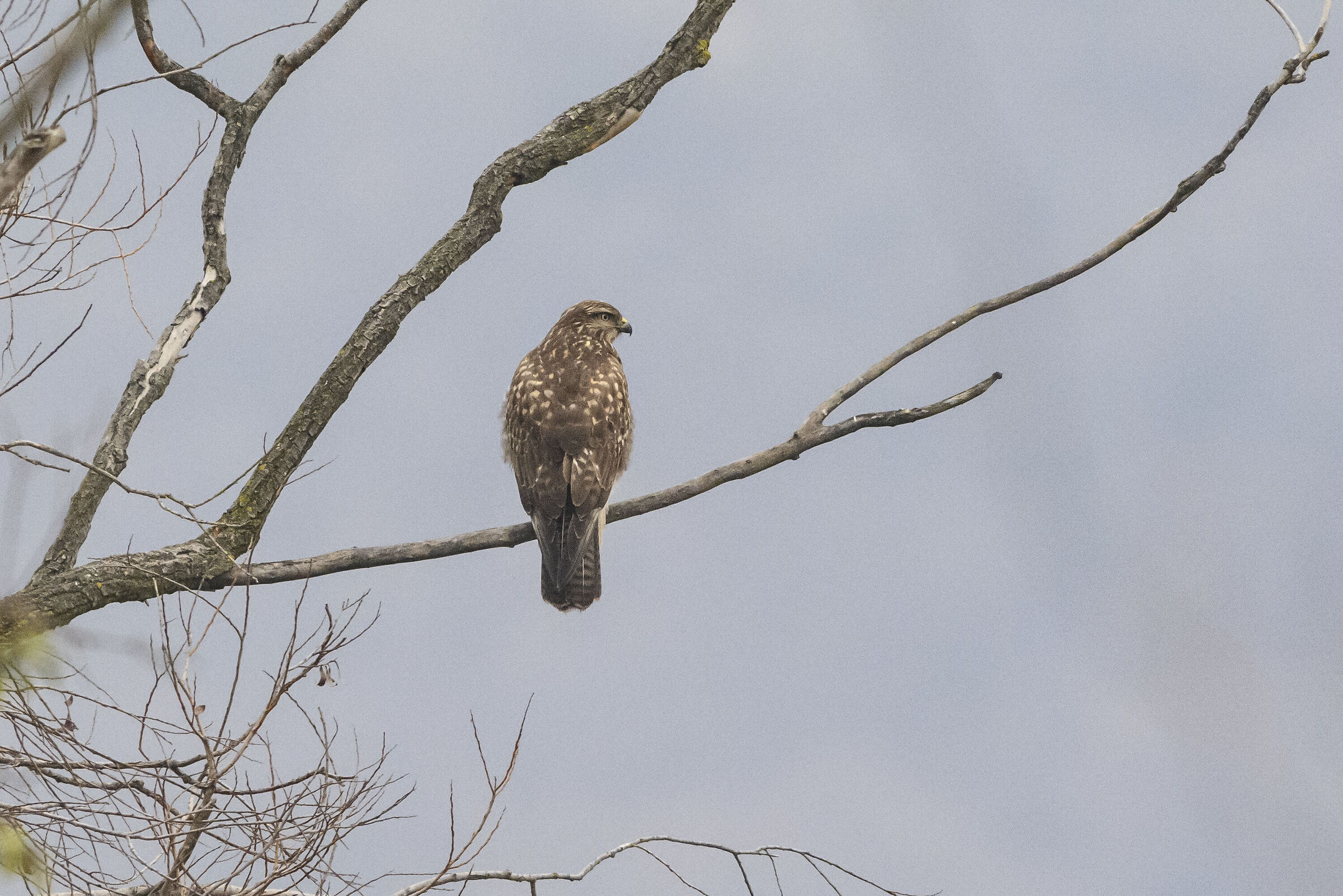 Buzzard