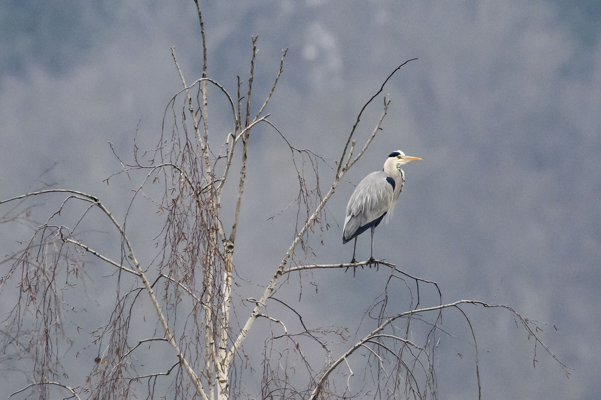 Grey heron