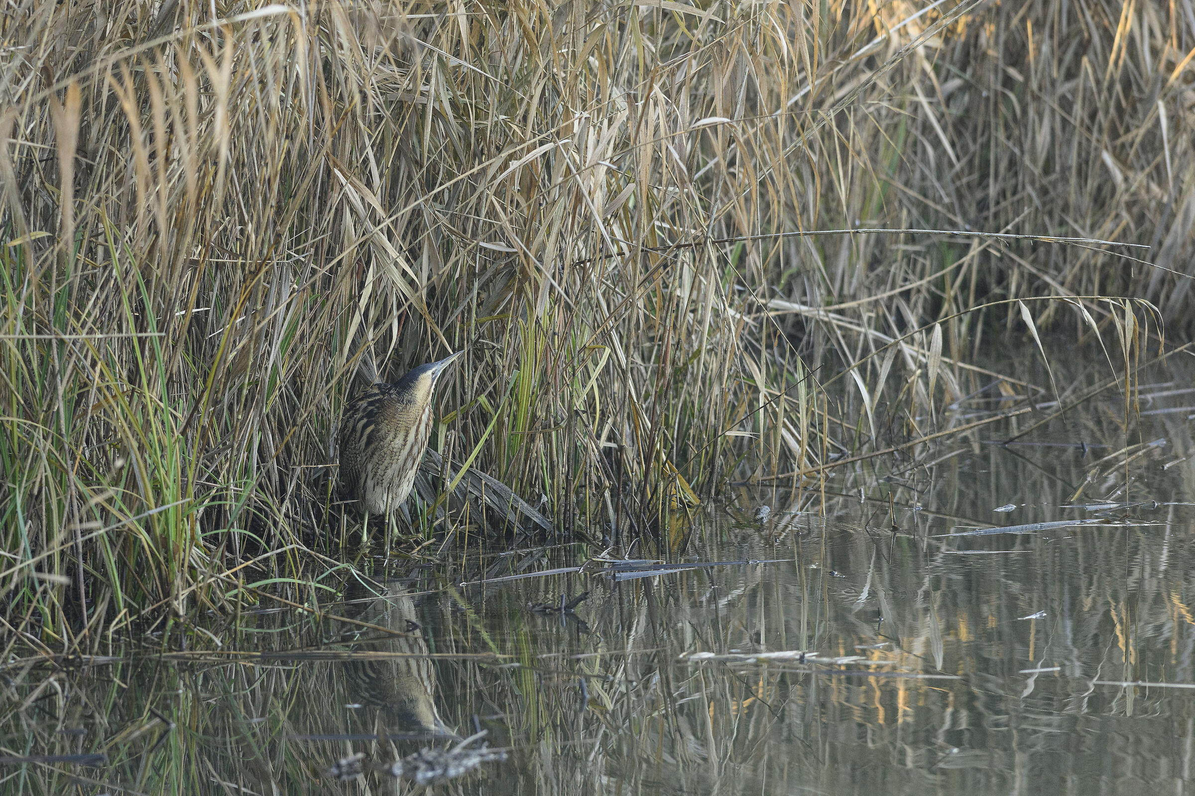 Bittern