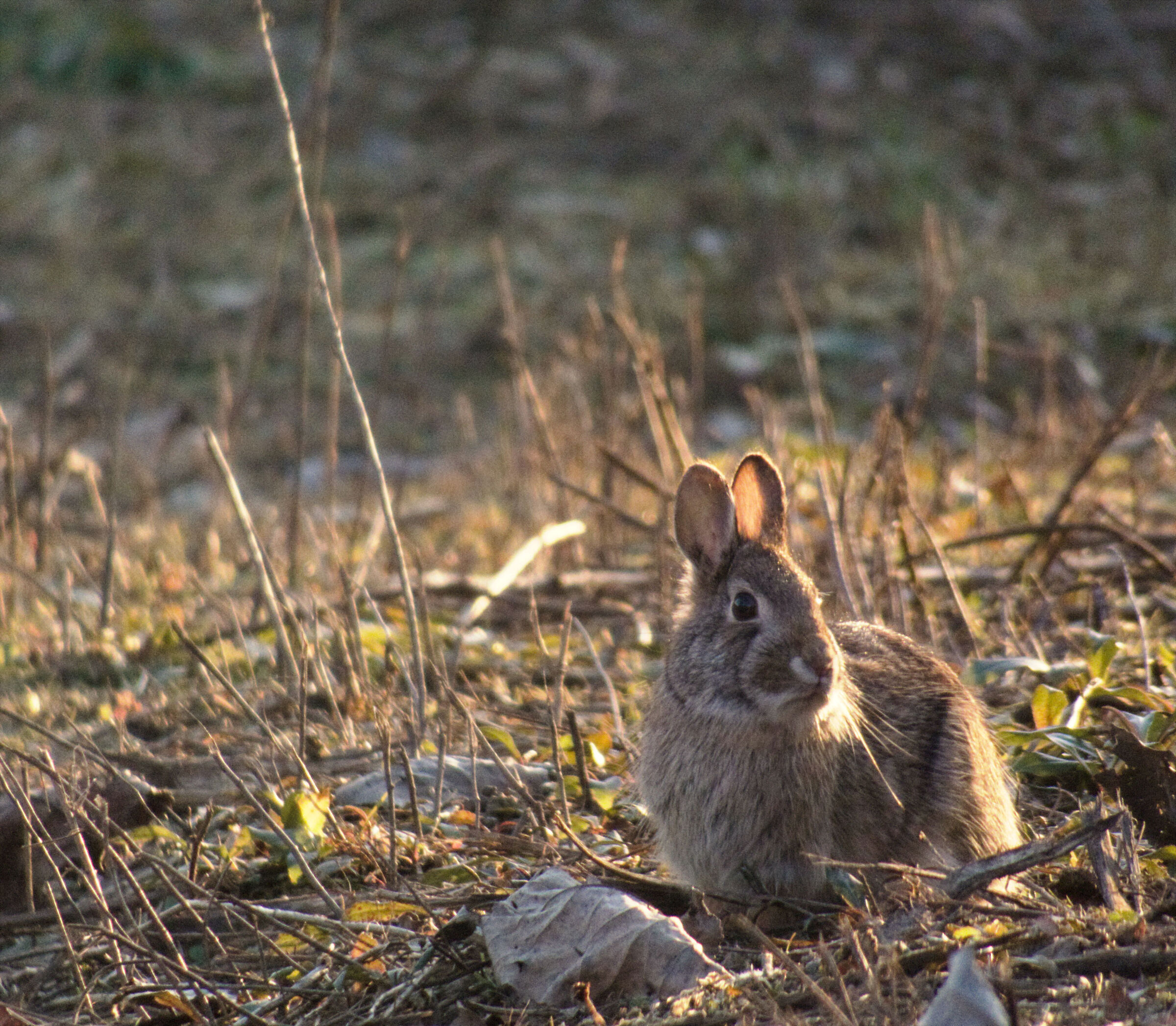 Guarding the sunset