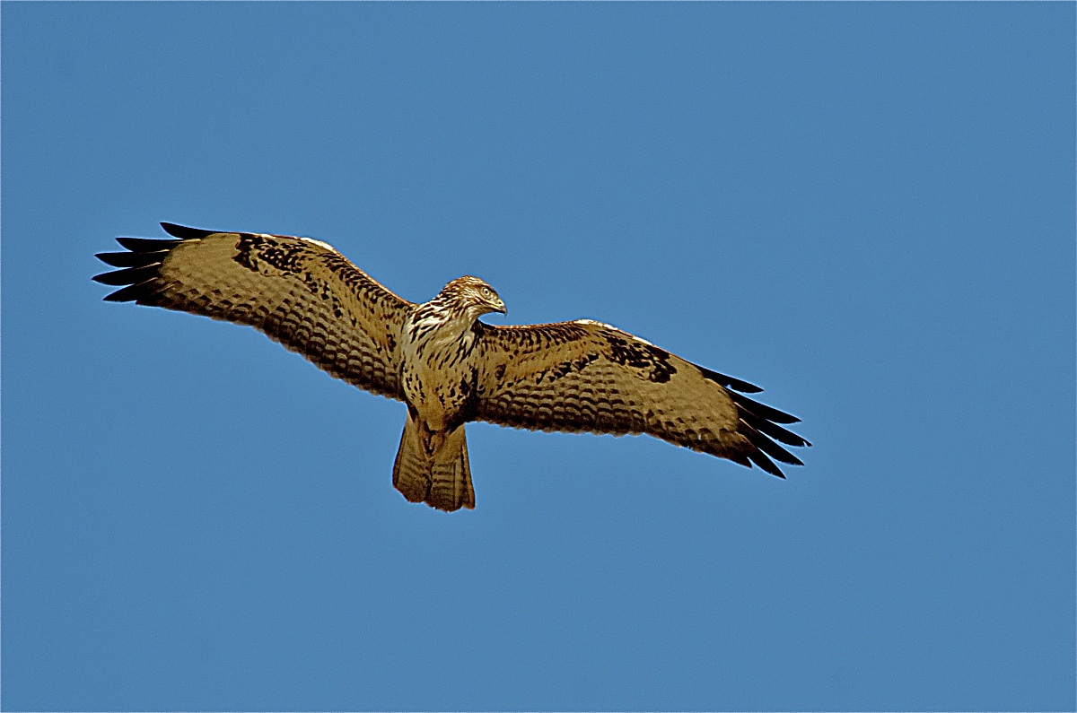 Una poiana molto attenta