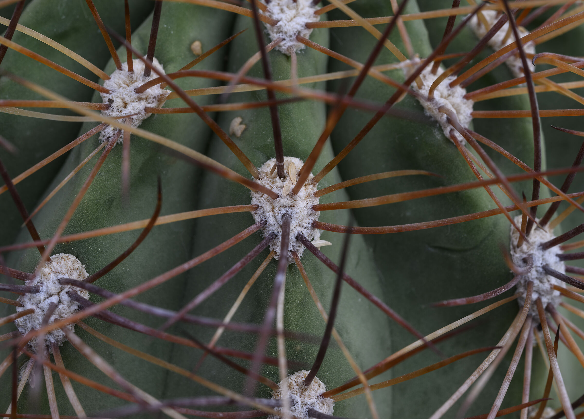 Spine 02 (Light box)