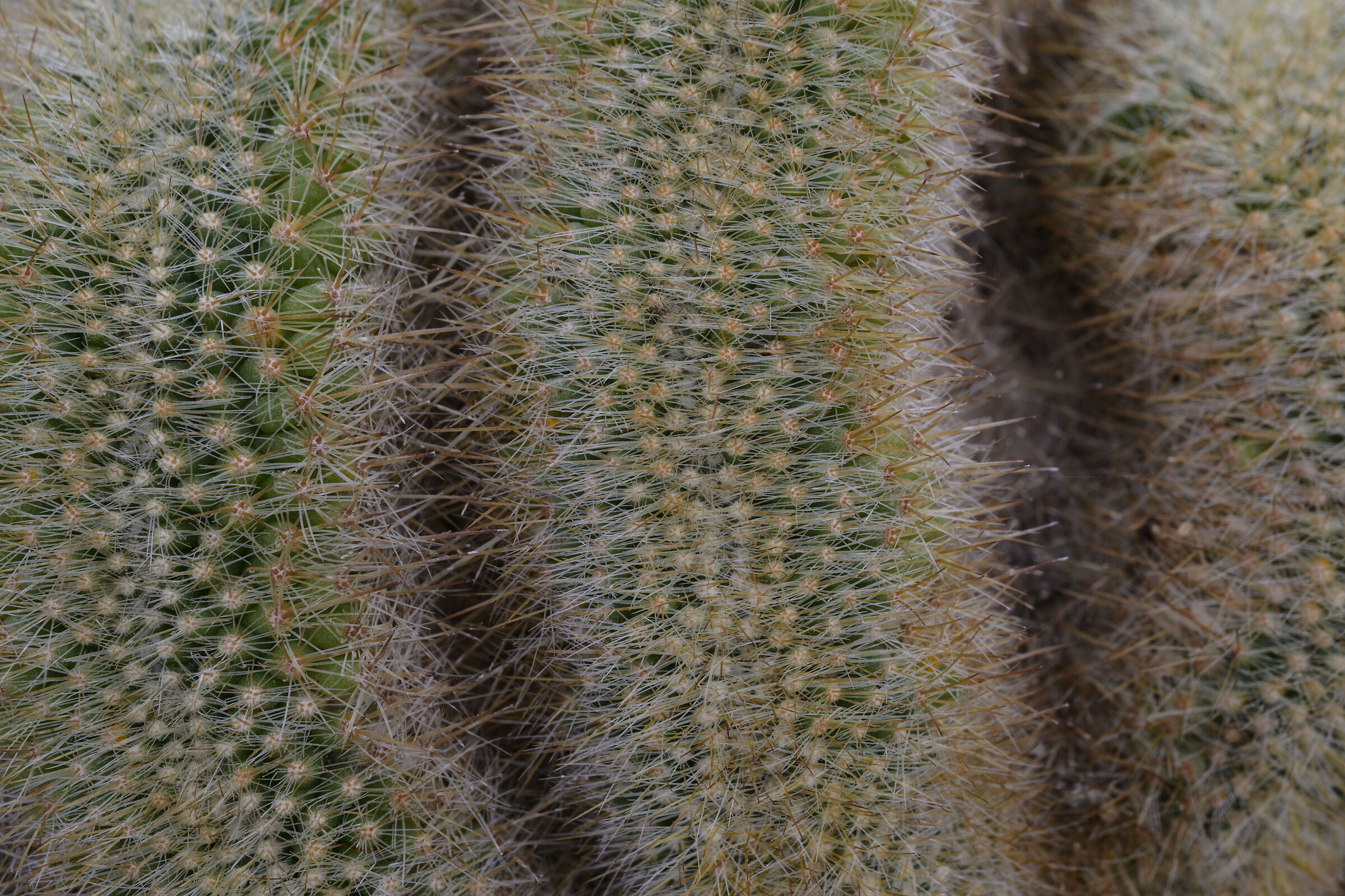 Spine 03 (Light box)