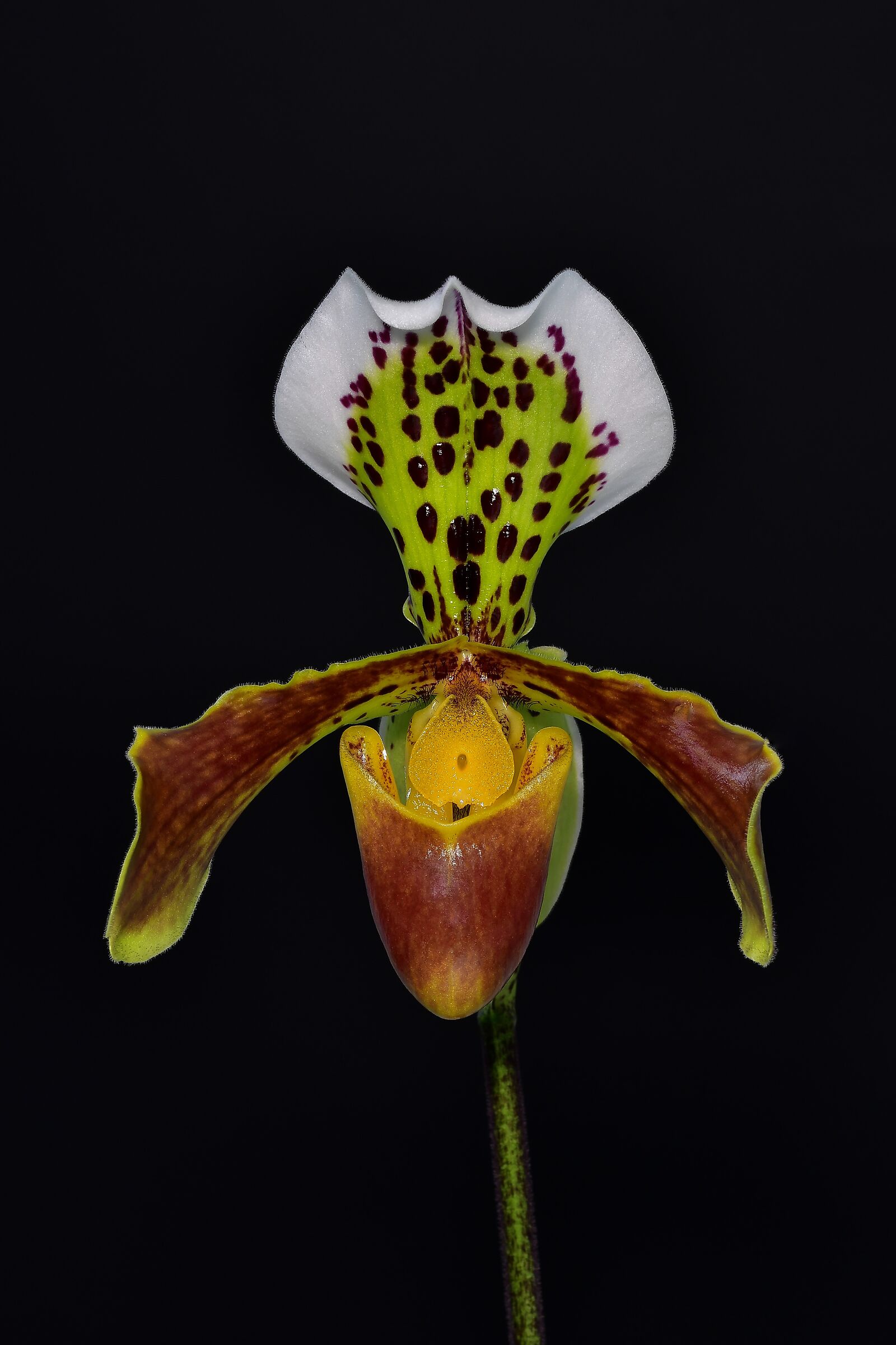 Paphiopedilum insigne