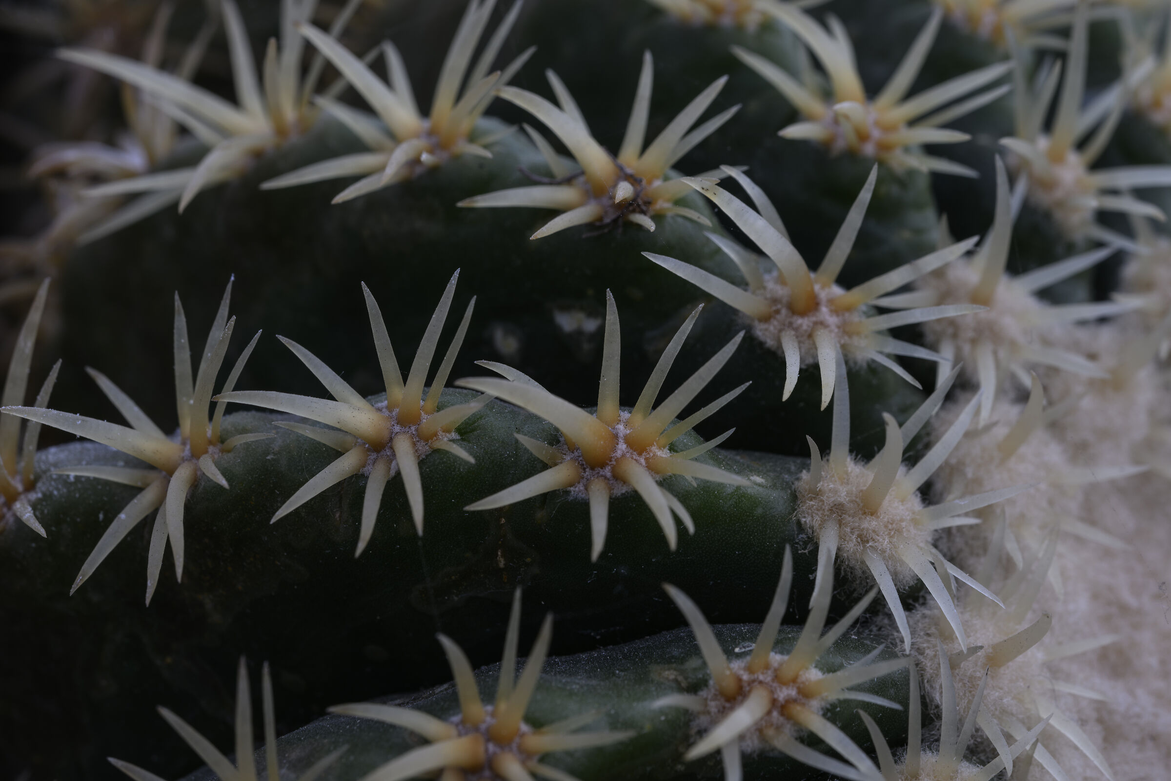 Spine 01 (Light box)