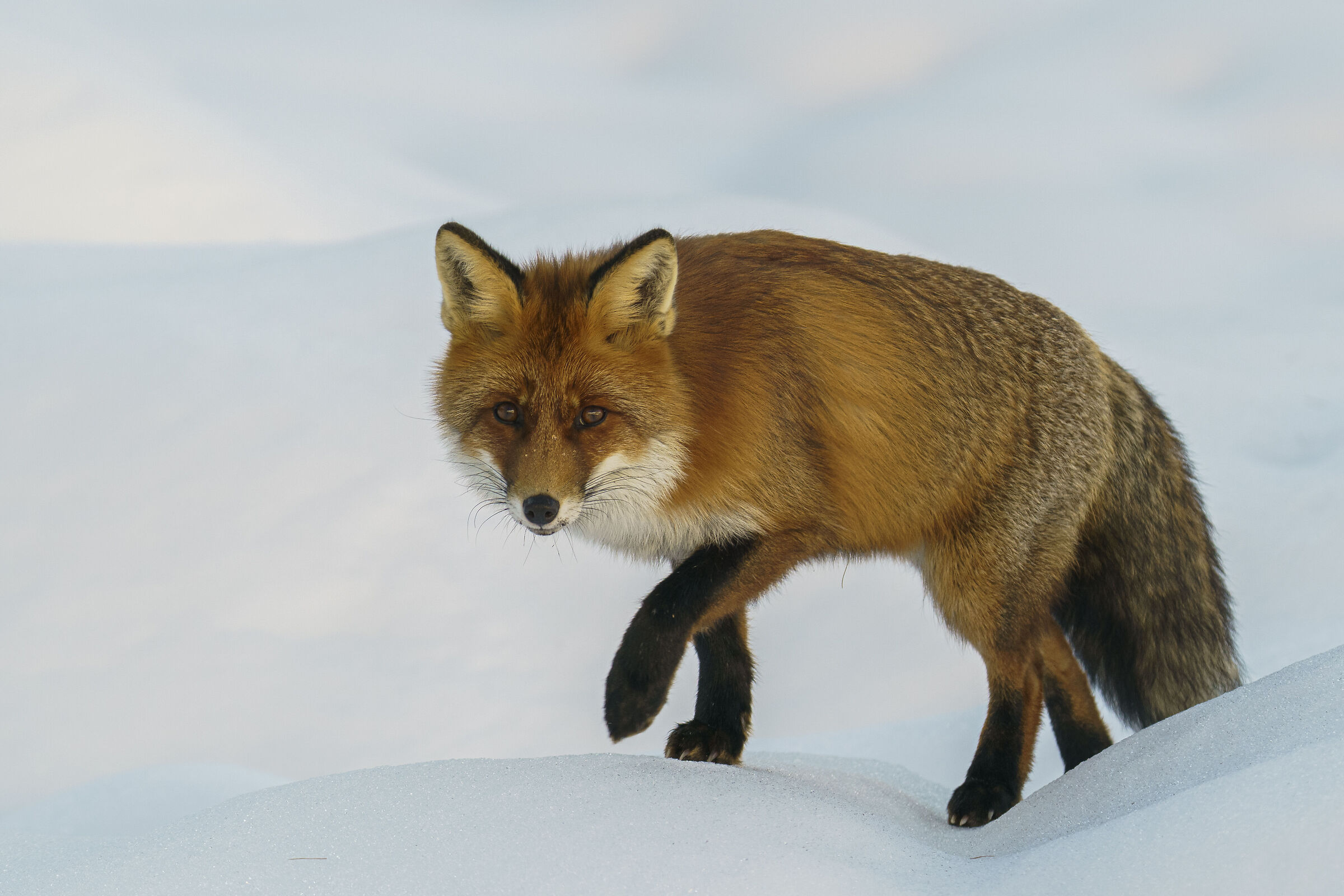 Fox in the snow