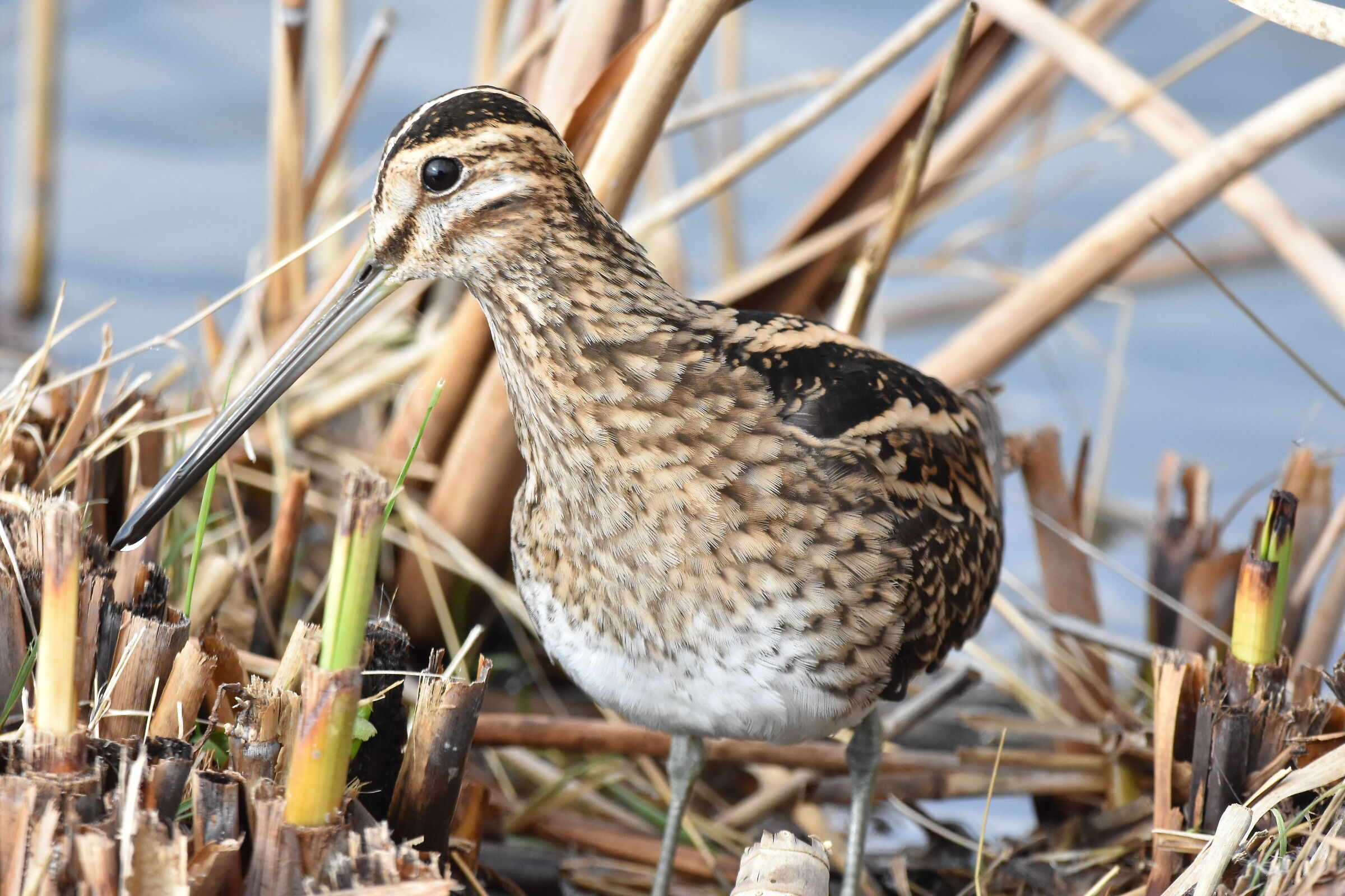 Posing snipe