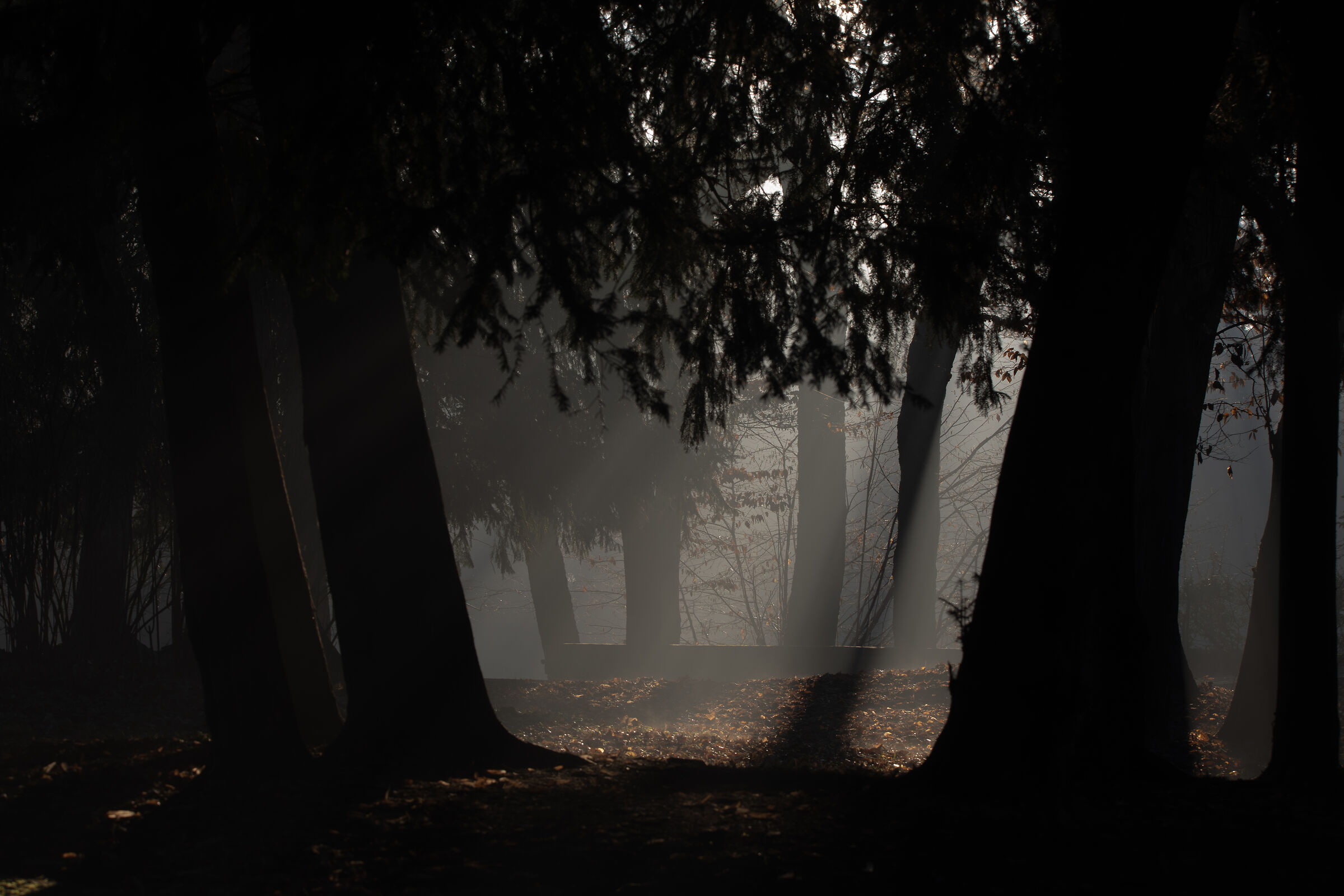 La foresta incantata...