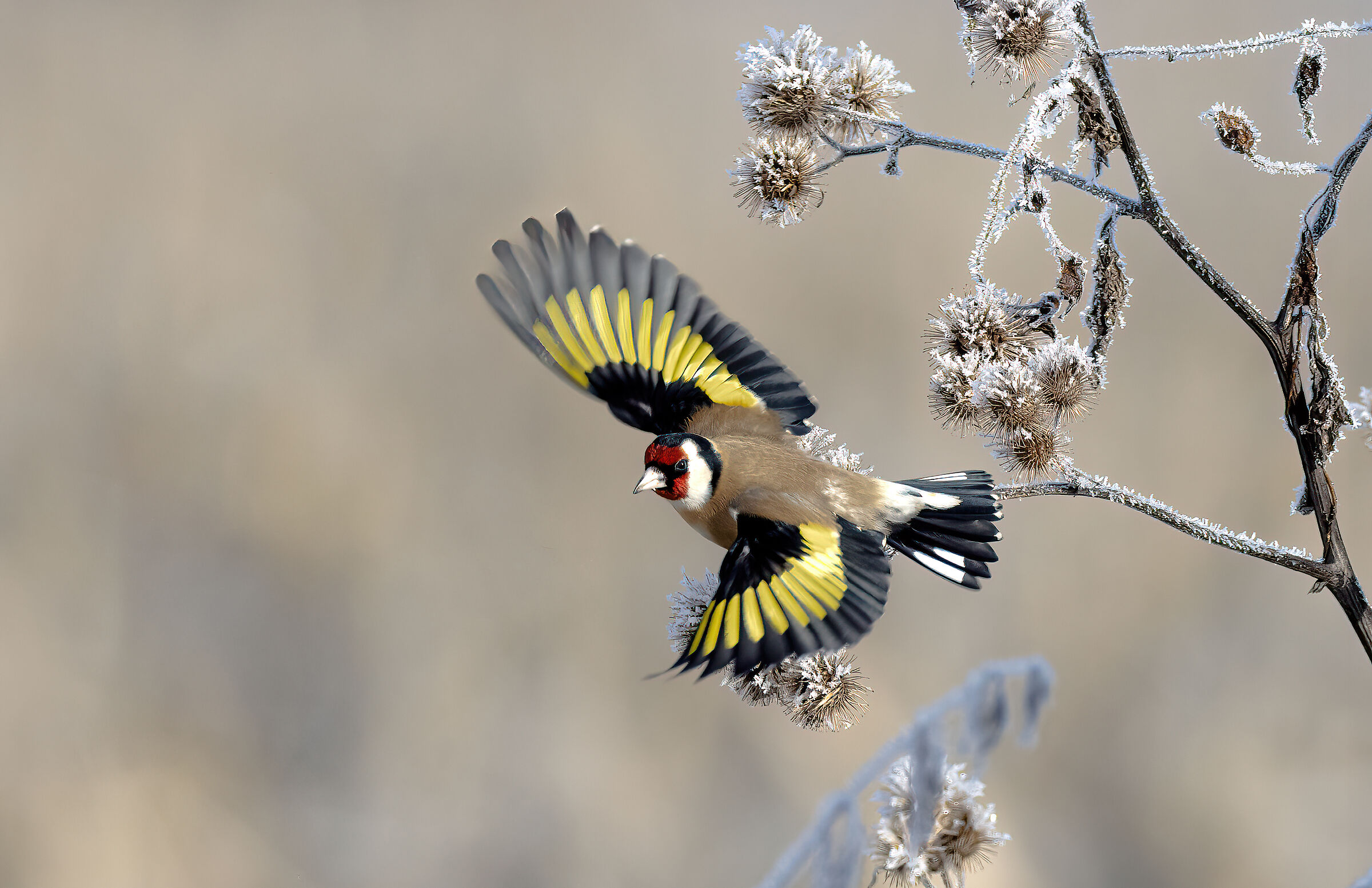 Goldfinch in flight