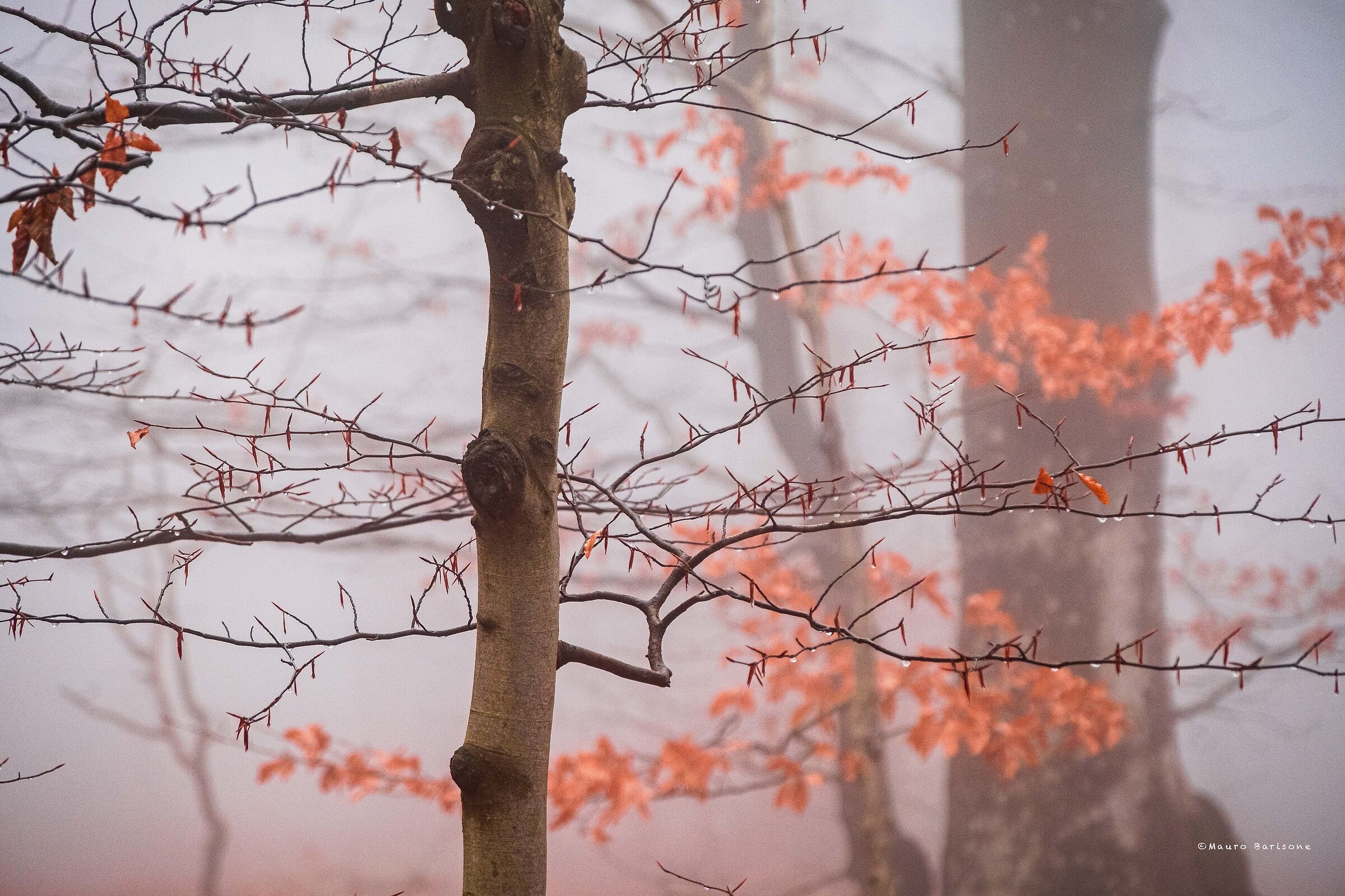 Winter colors of the forest.