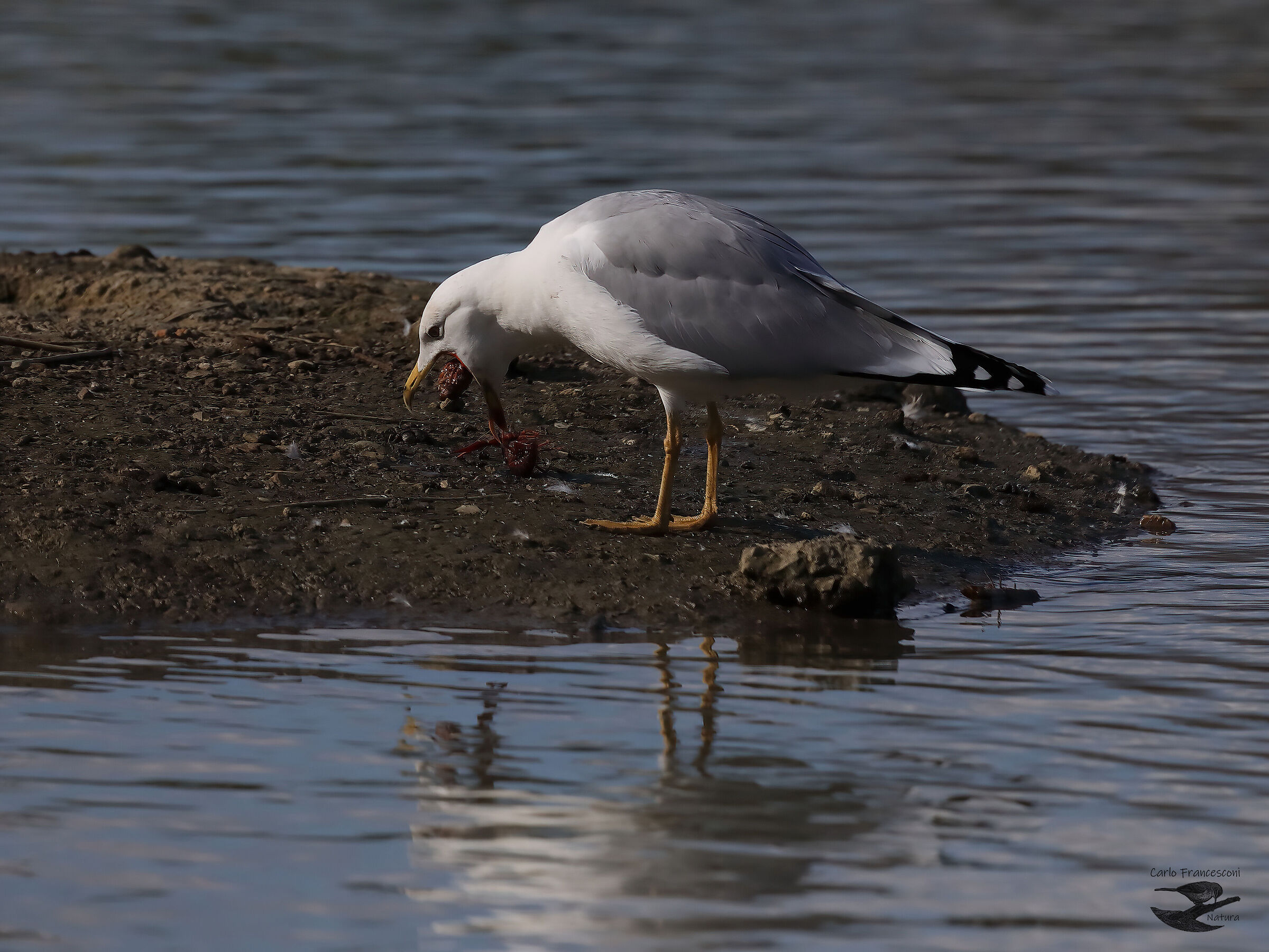 un ti ingubbia' ..........