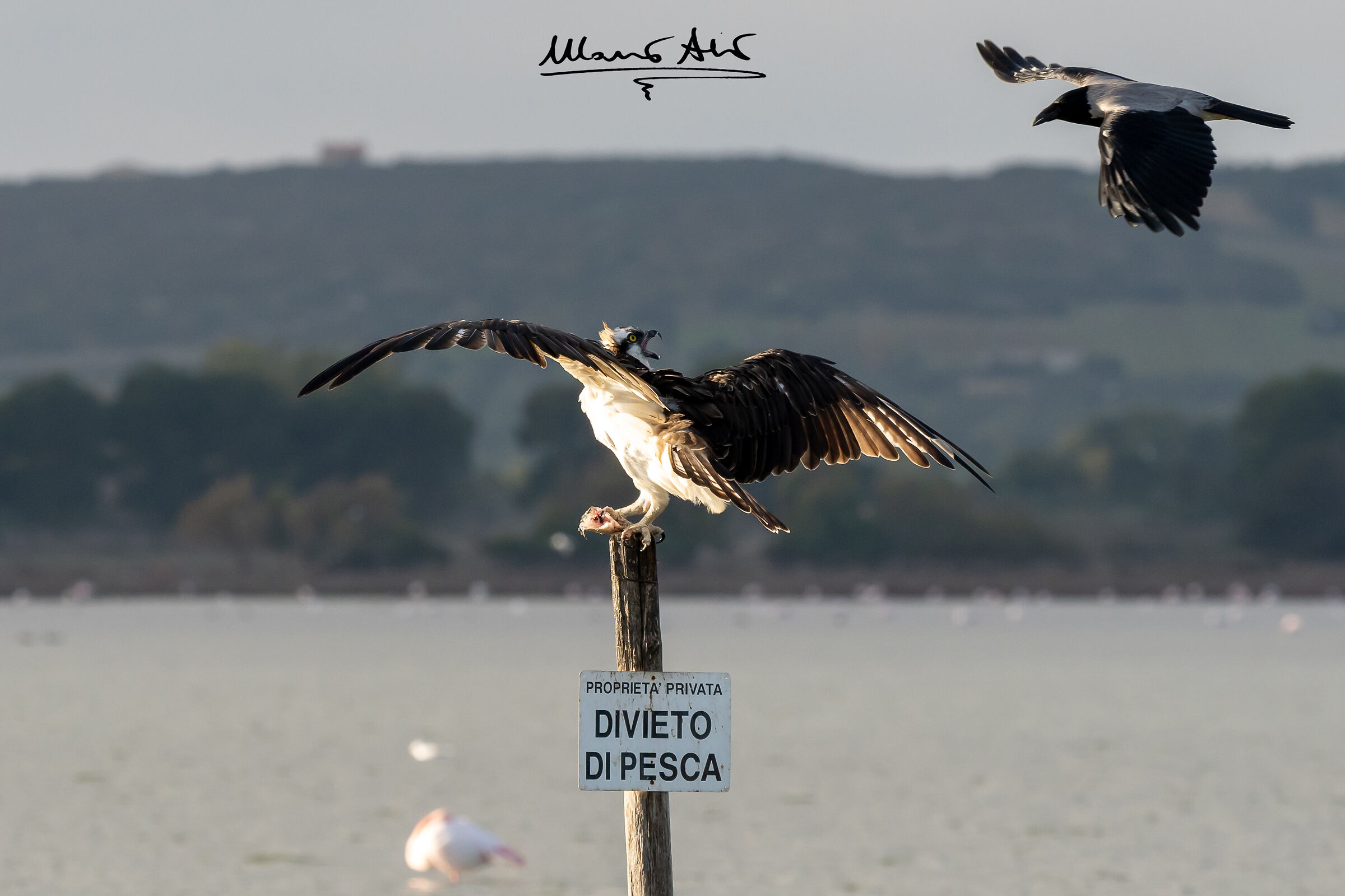 Falco pescatore