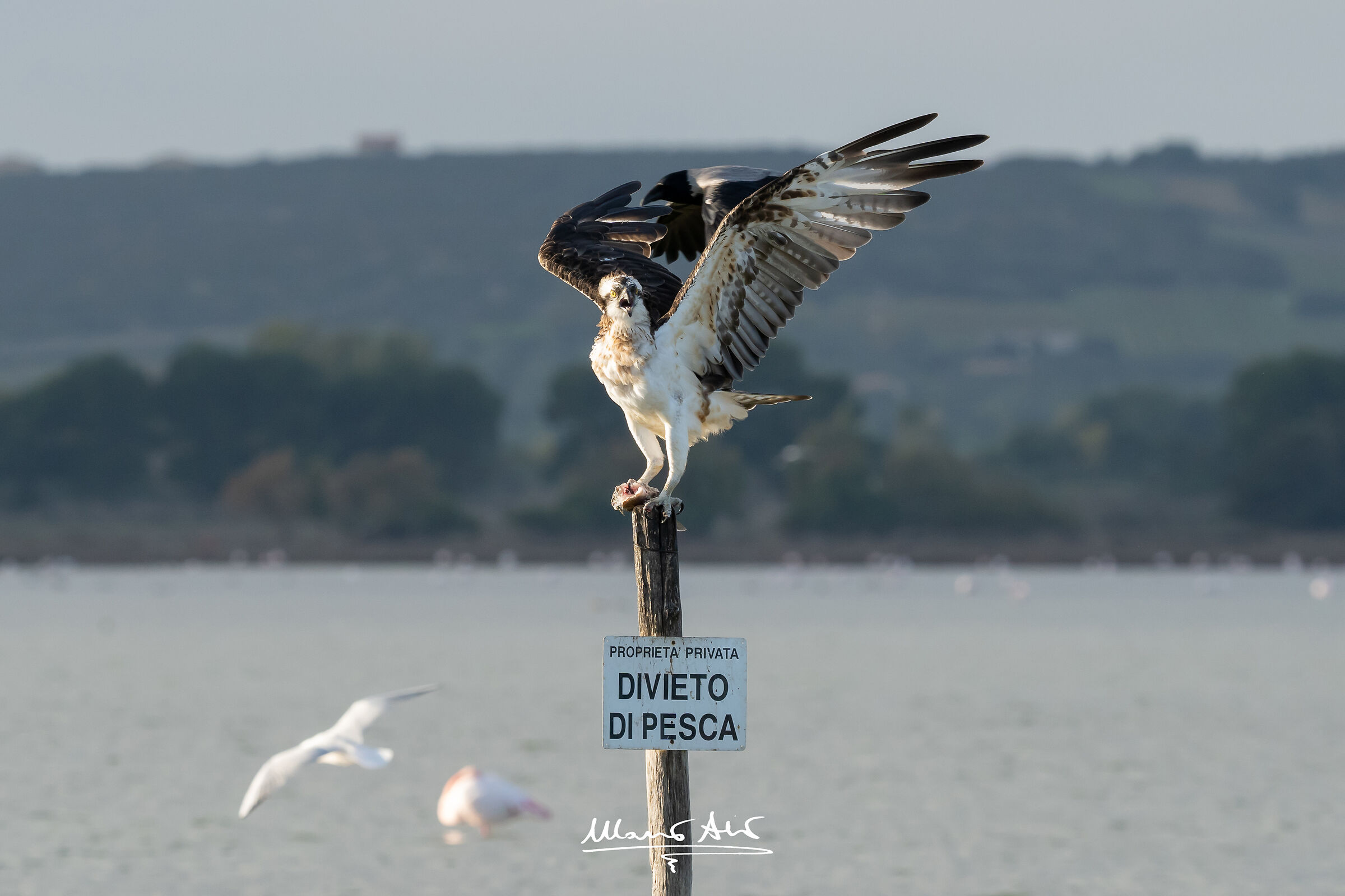 Falco pescatore