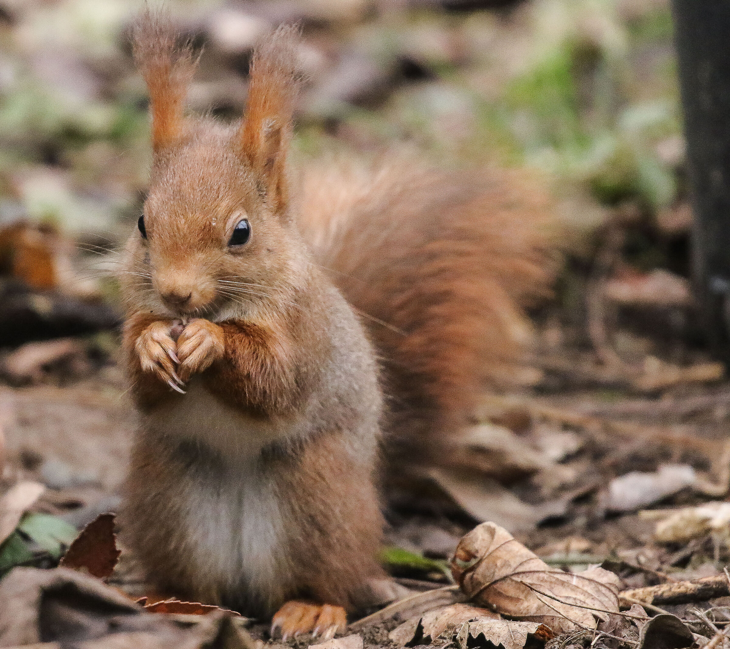 Red squirrel... a little peeled and hungry!