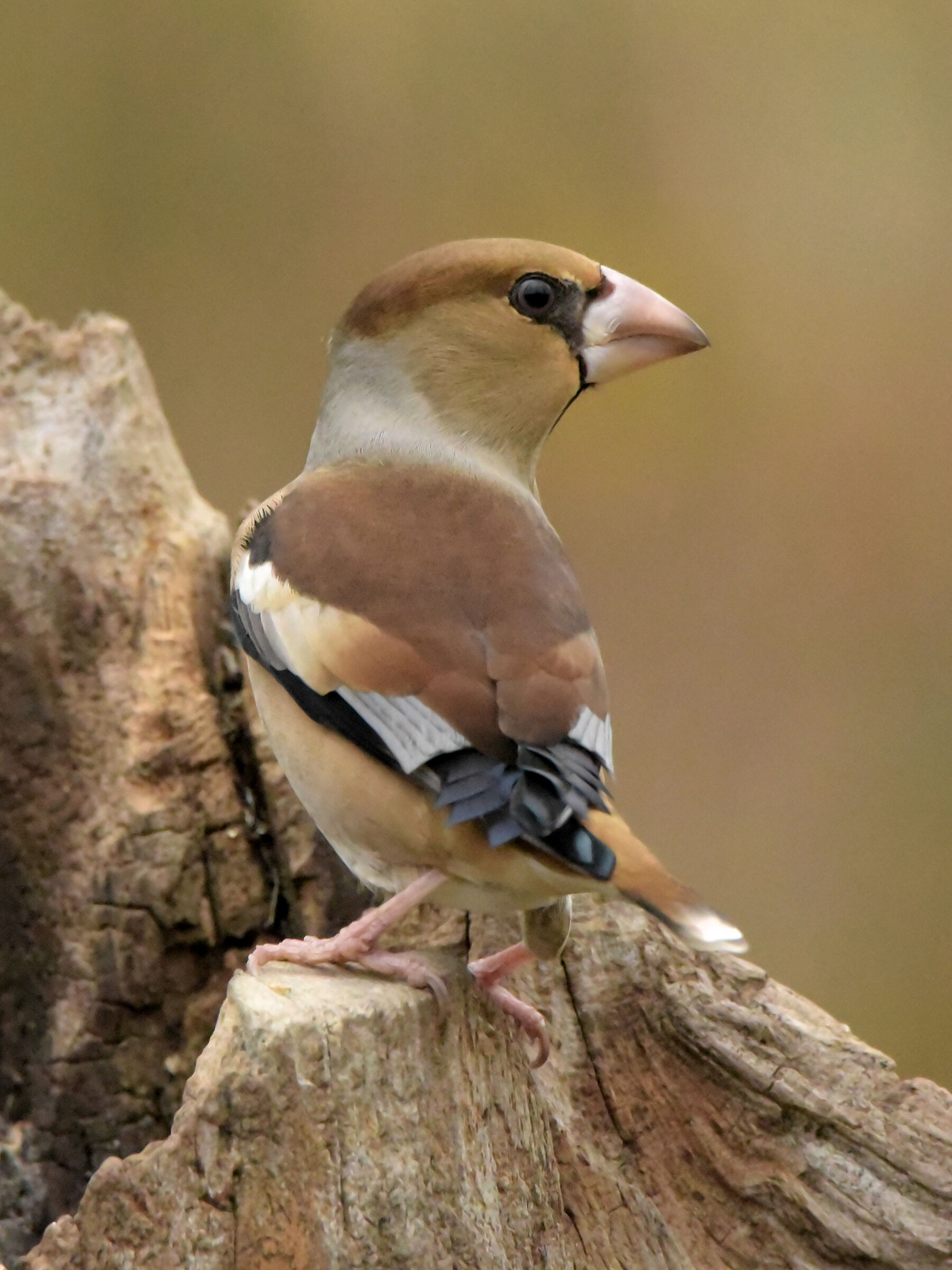 Hawfinch