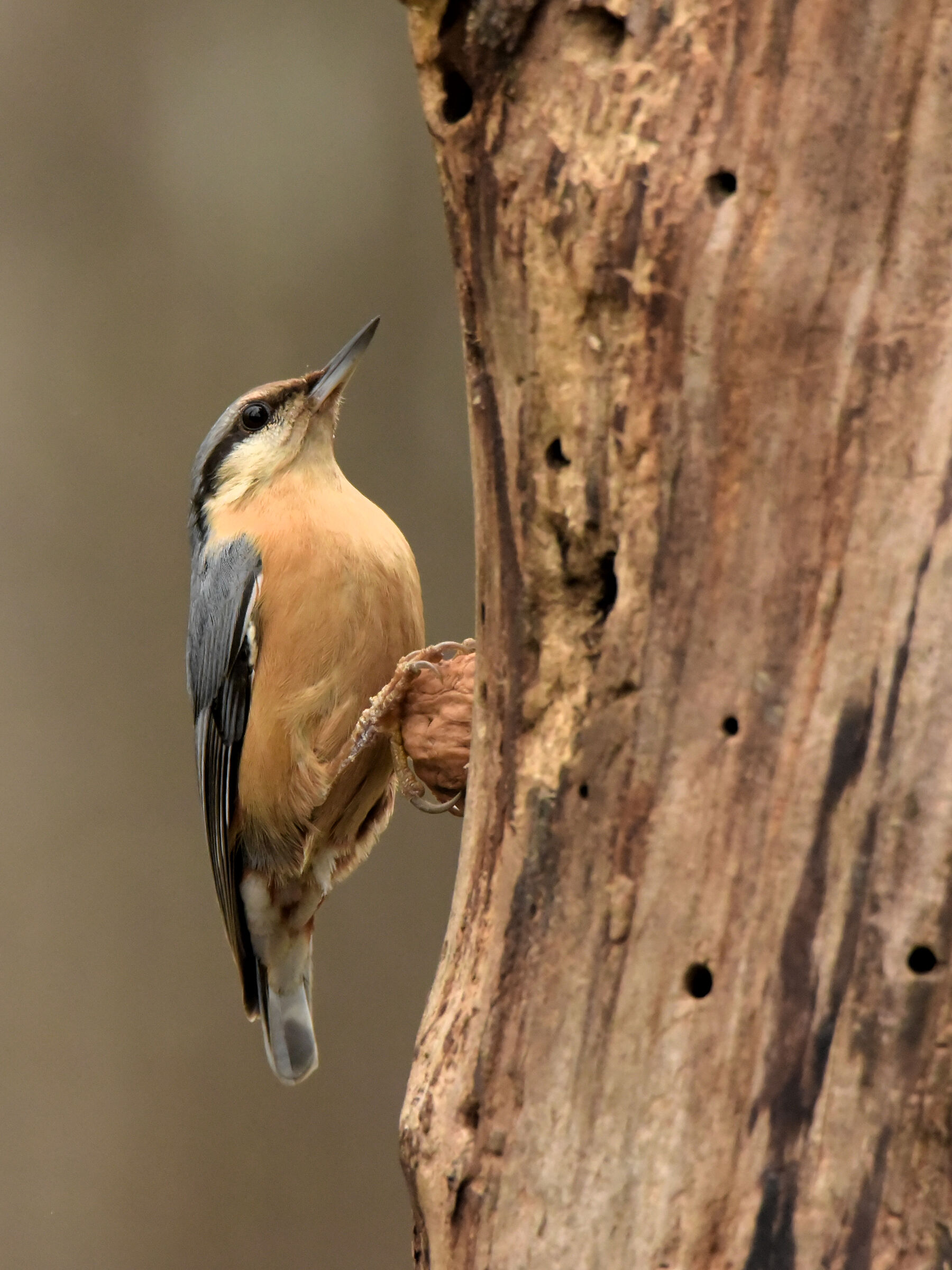 Wood nuthatch