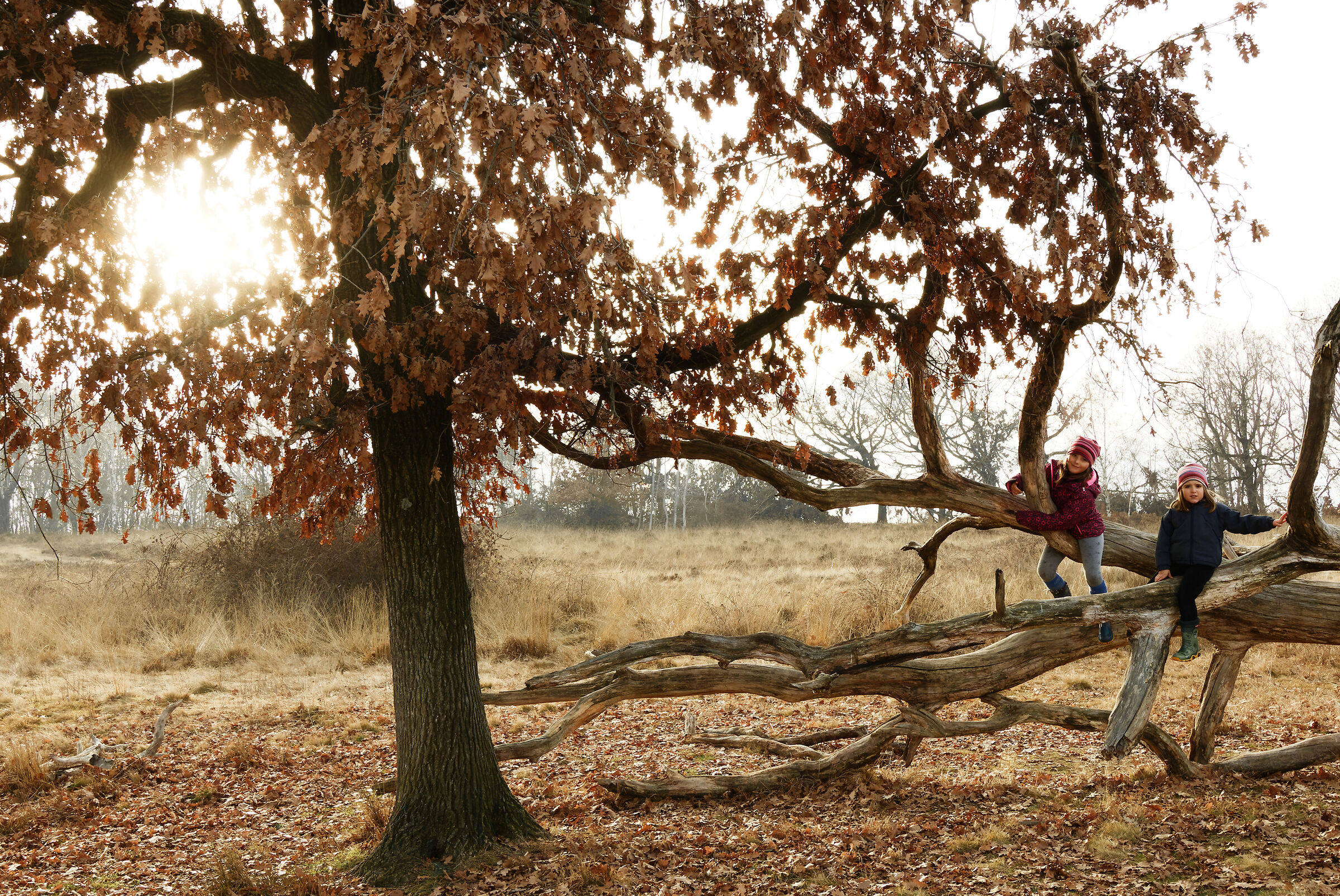 Nella Savana Biellese