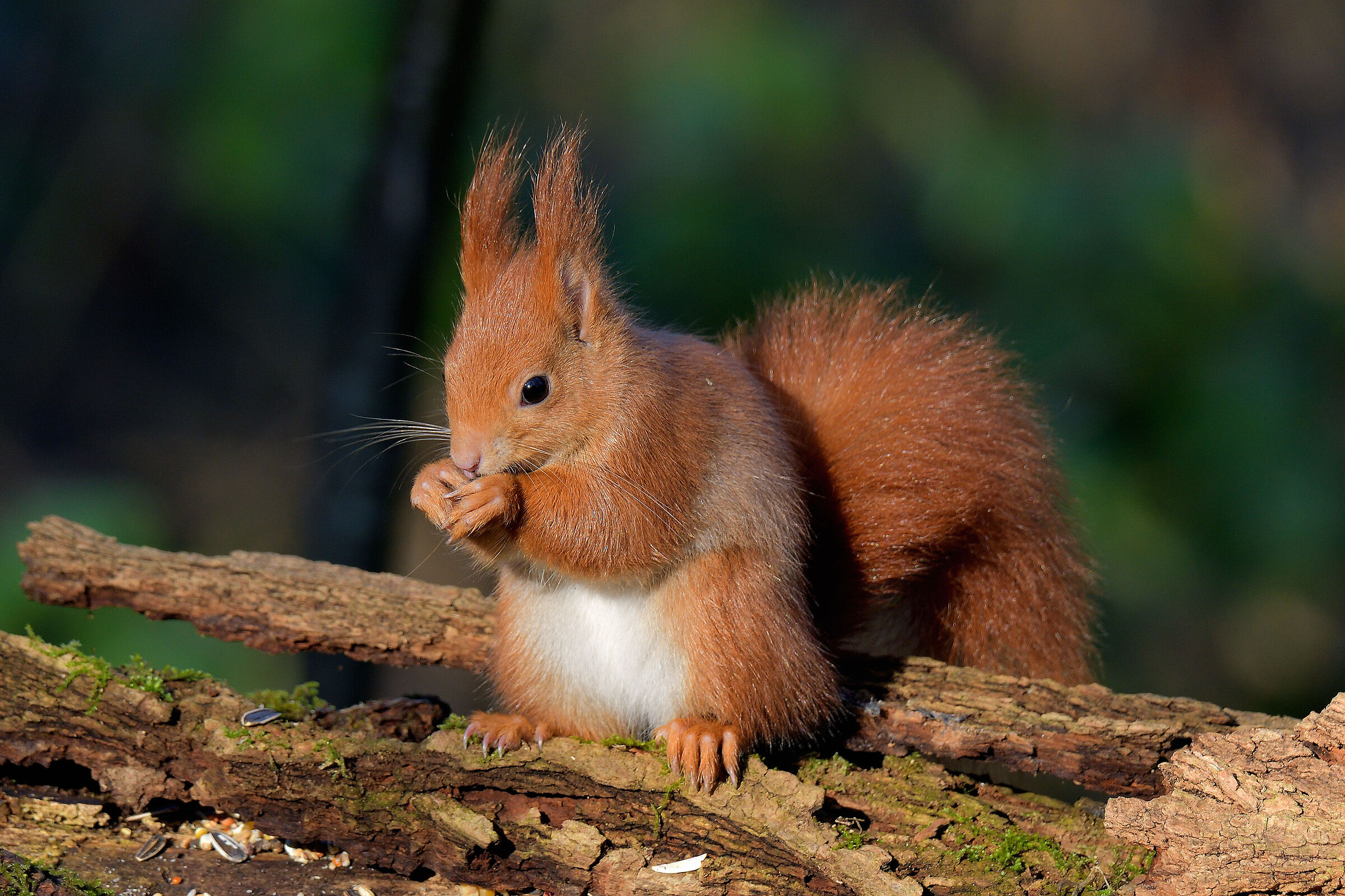 il rosso del parco Groane Mb