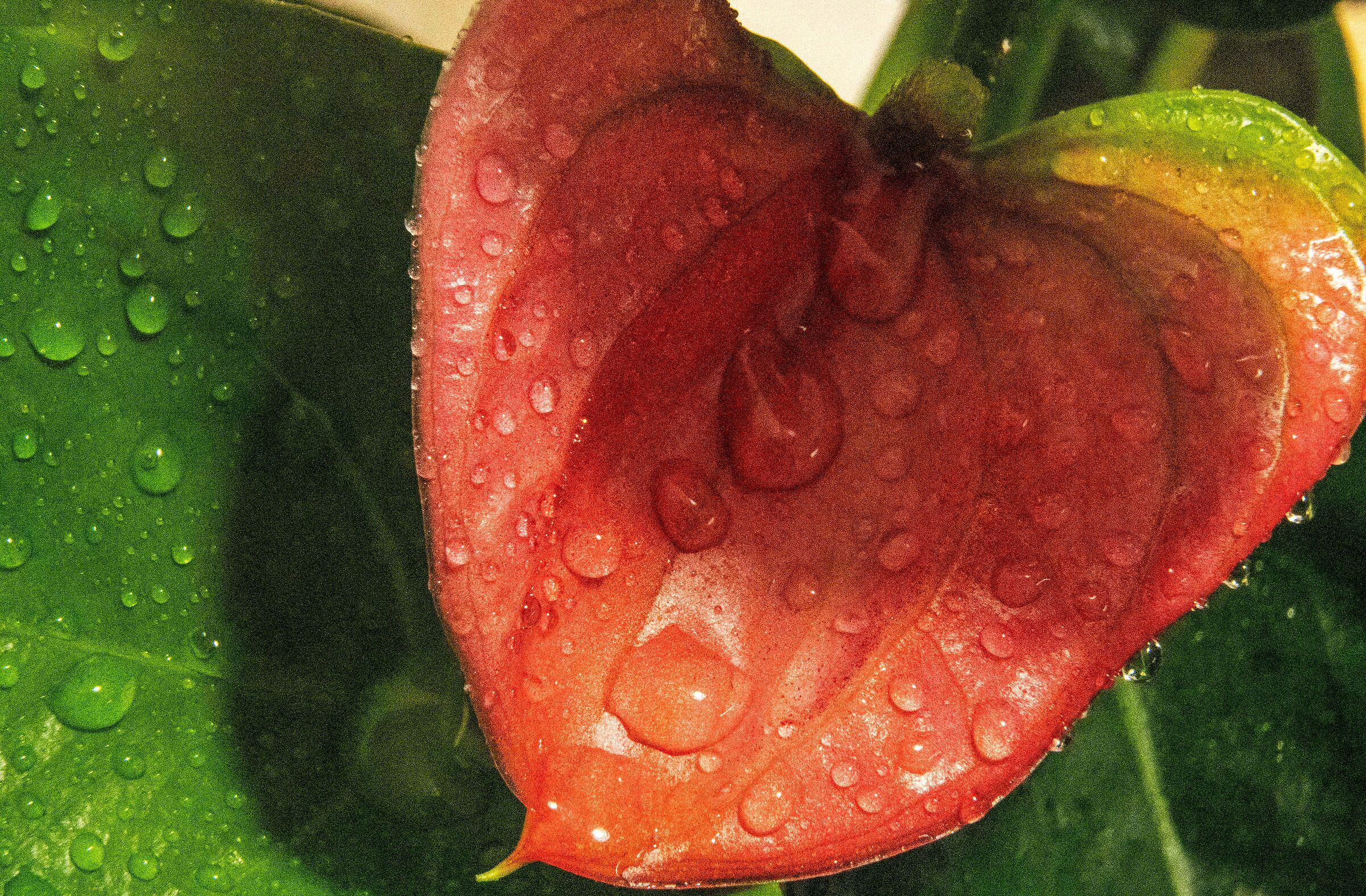 Anthurium leaf
