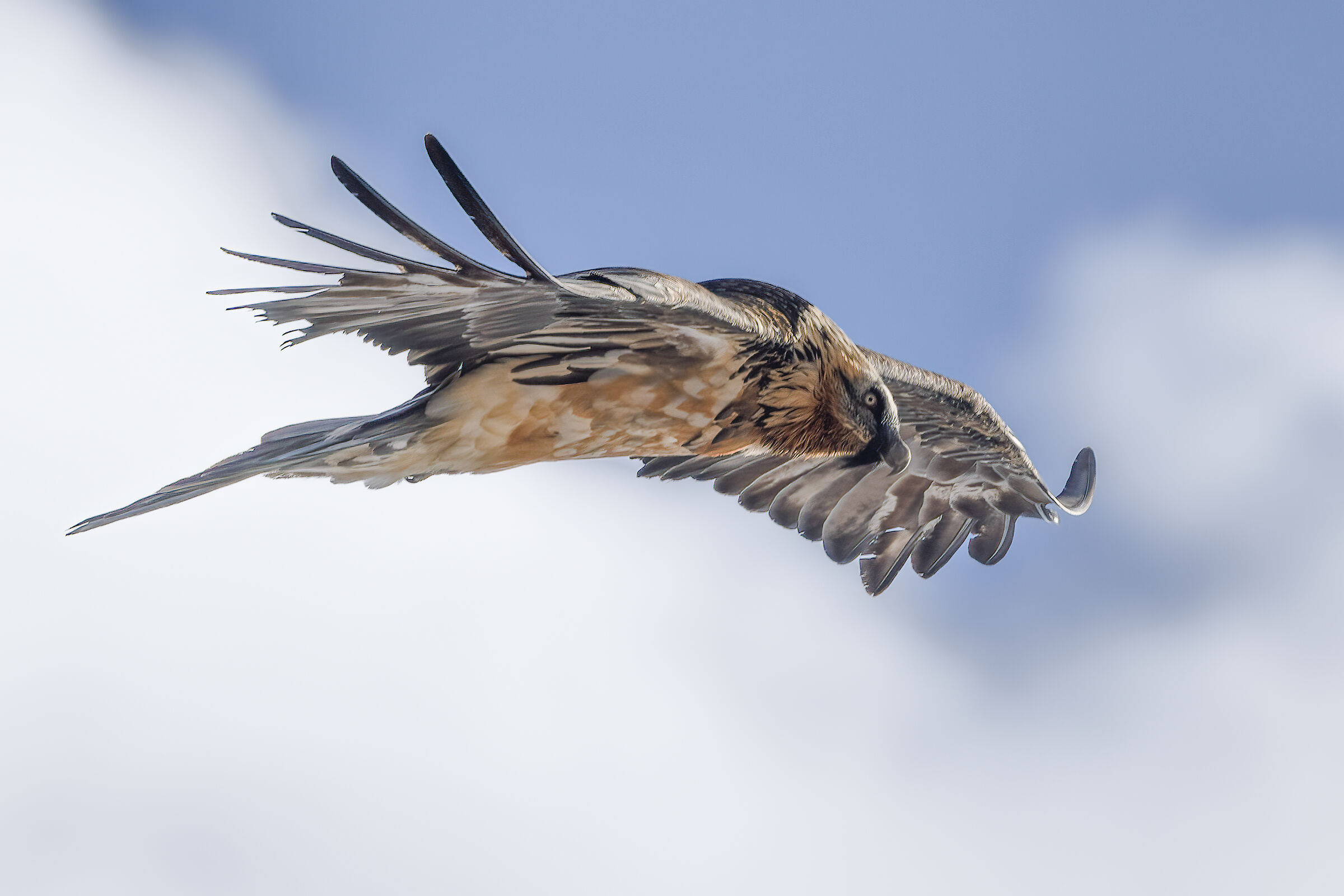 bearded vulture